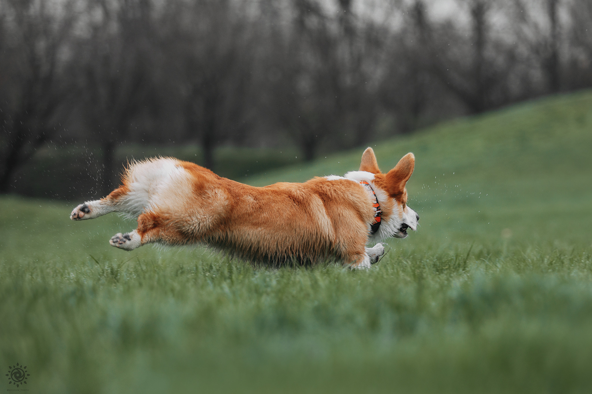 Родина Оскара. Фотограф-анімаліст Київ
