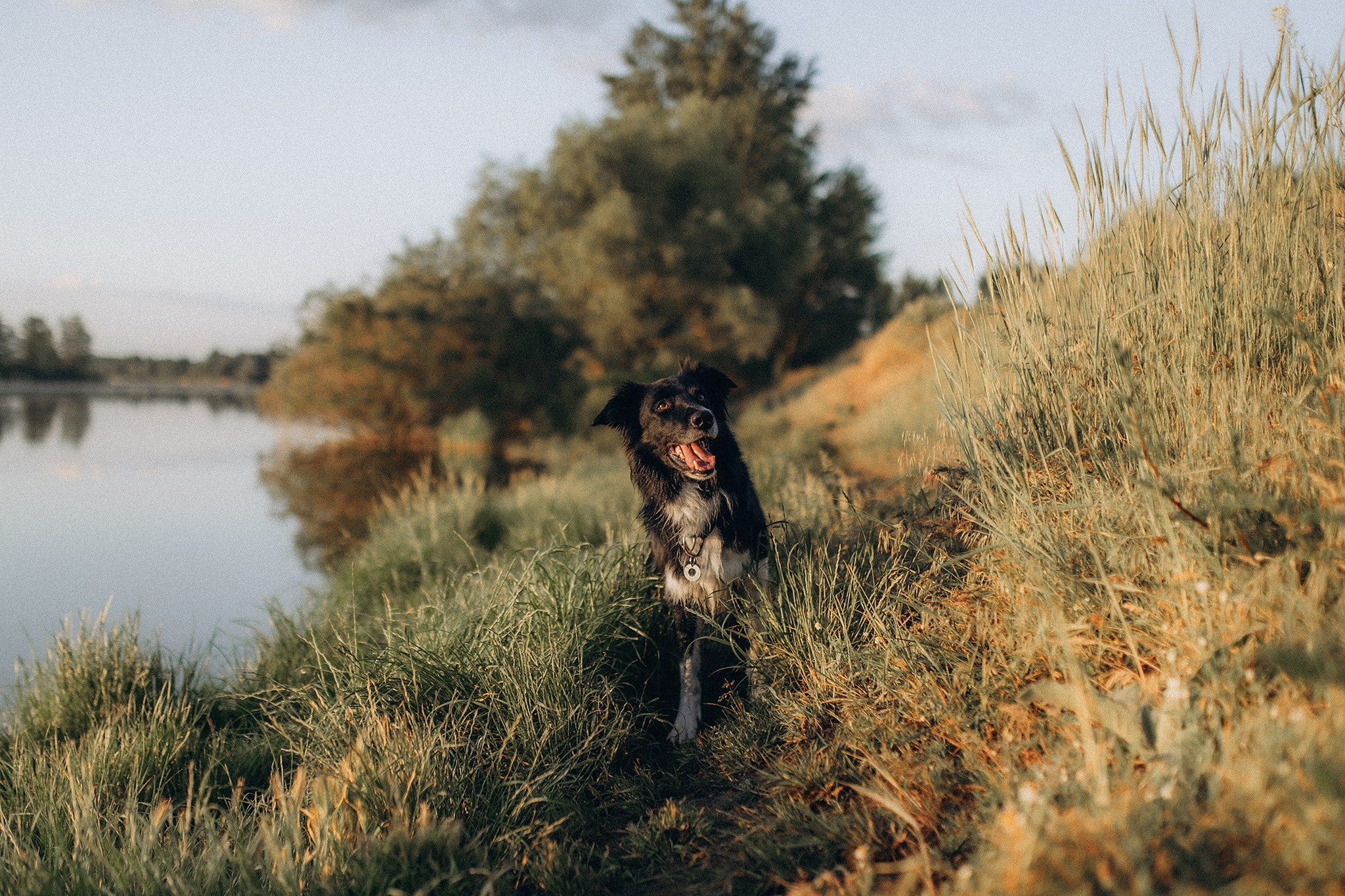 Інна та Макс з хлопцями. Фотограф-анімаліст Київ