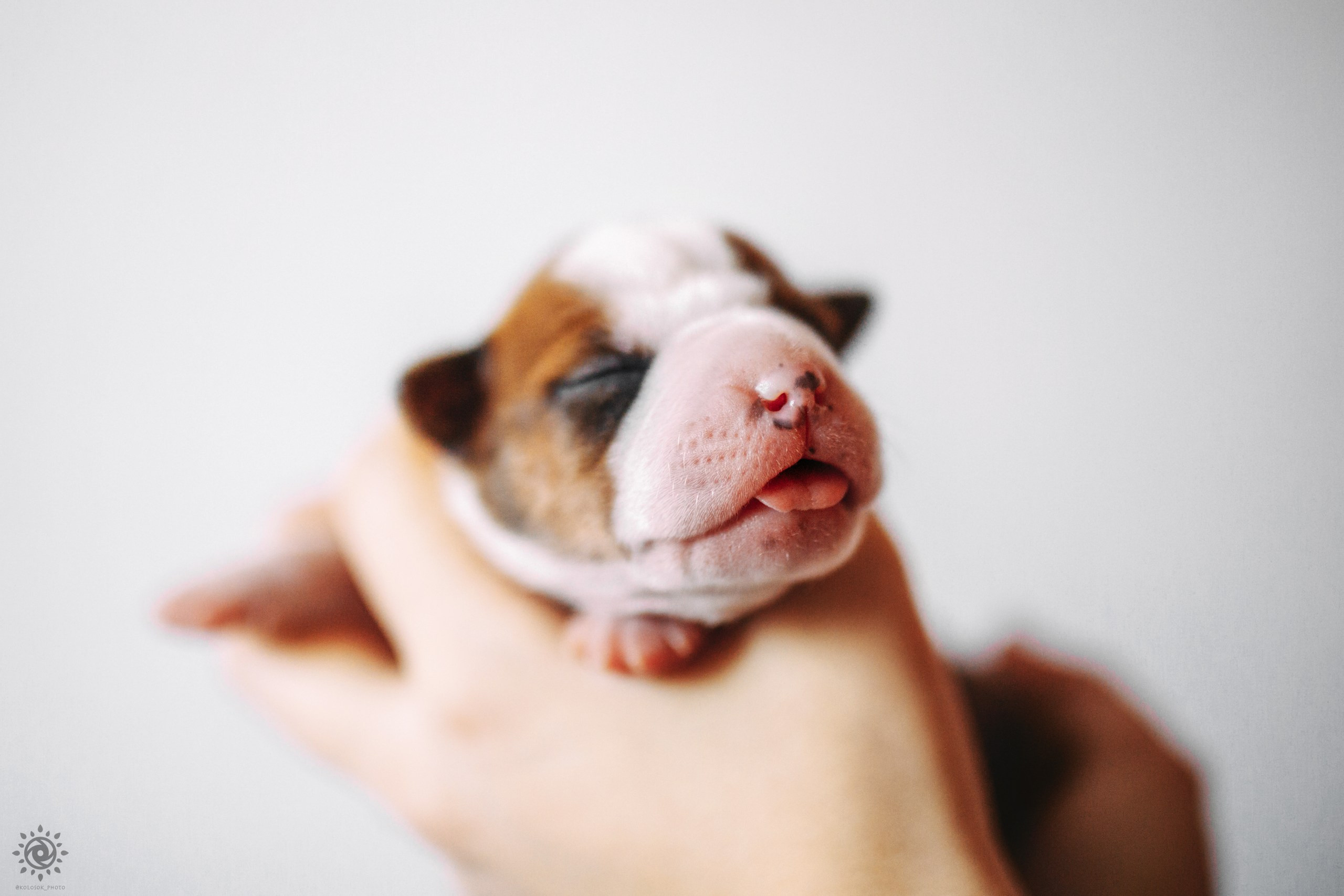 АСТ. Фотограф-анімаліст Київ