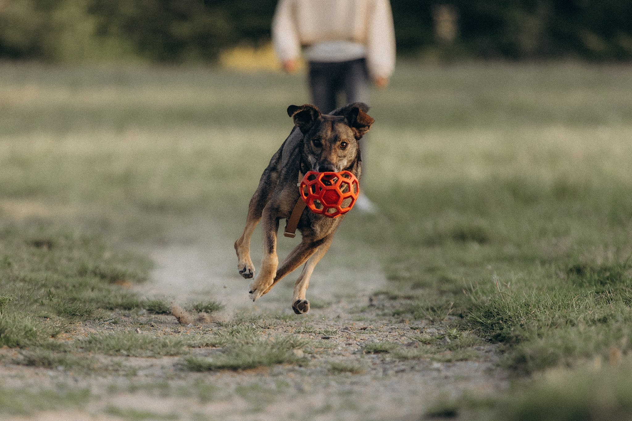 Фінік та Еля. Фотограф-анімаліст Київ