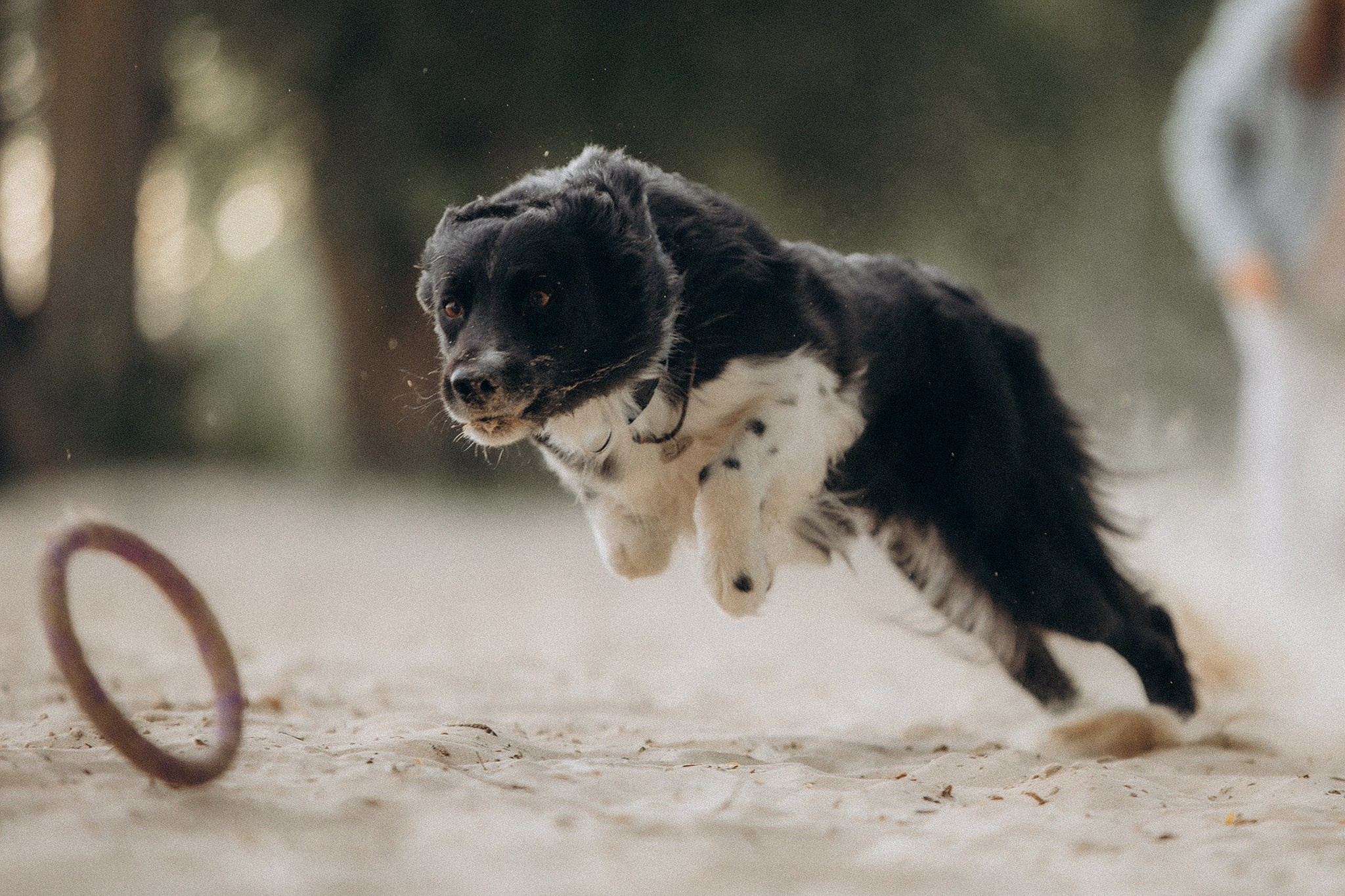 Інна та Макс з хлопцями. Фотограф-анімаліст Київ