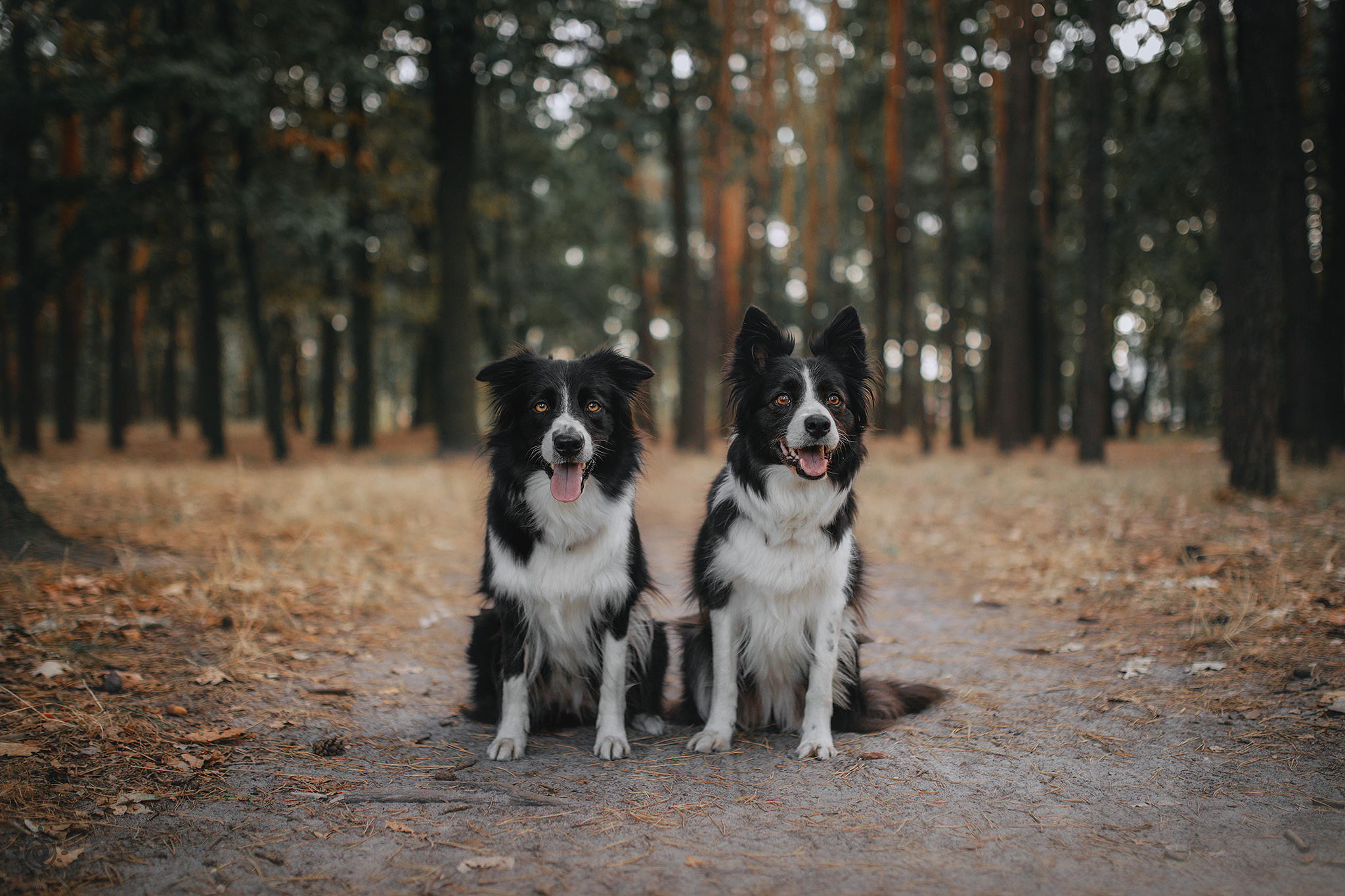 Родина Фори та Вічі. Фотограф-анімаліст Київ