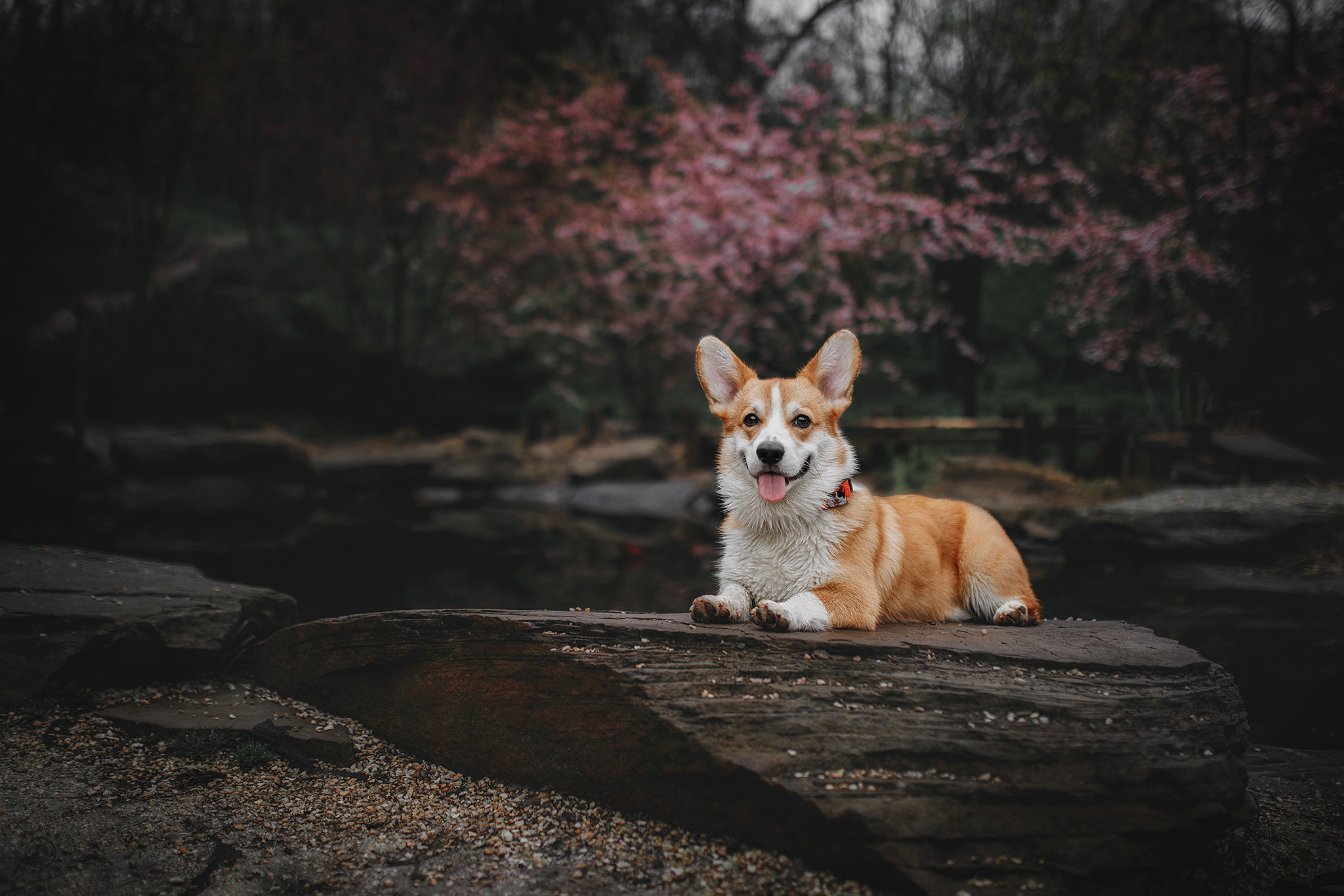 Родина Оскара. Фотограф-анімаліст Київ