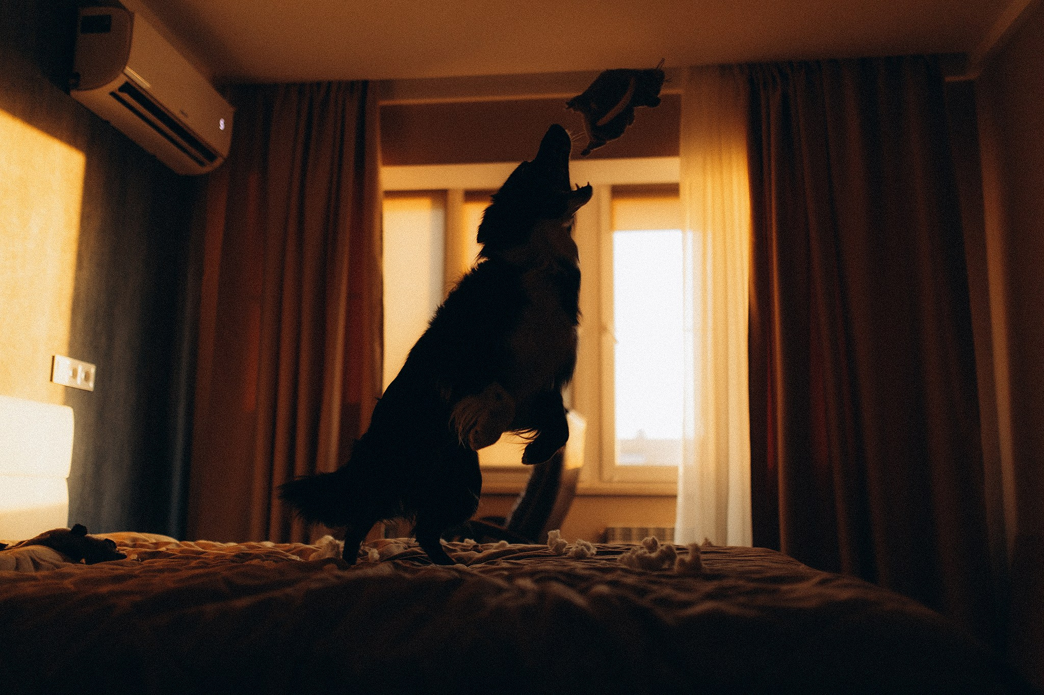 Теса і Кімі з Ма. Фотограф-анімаліст Київ