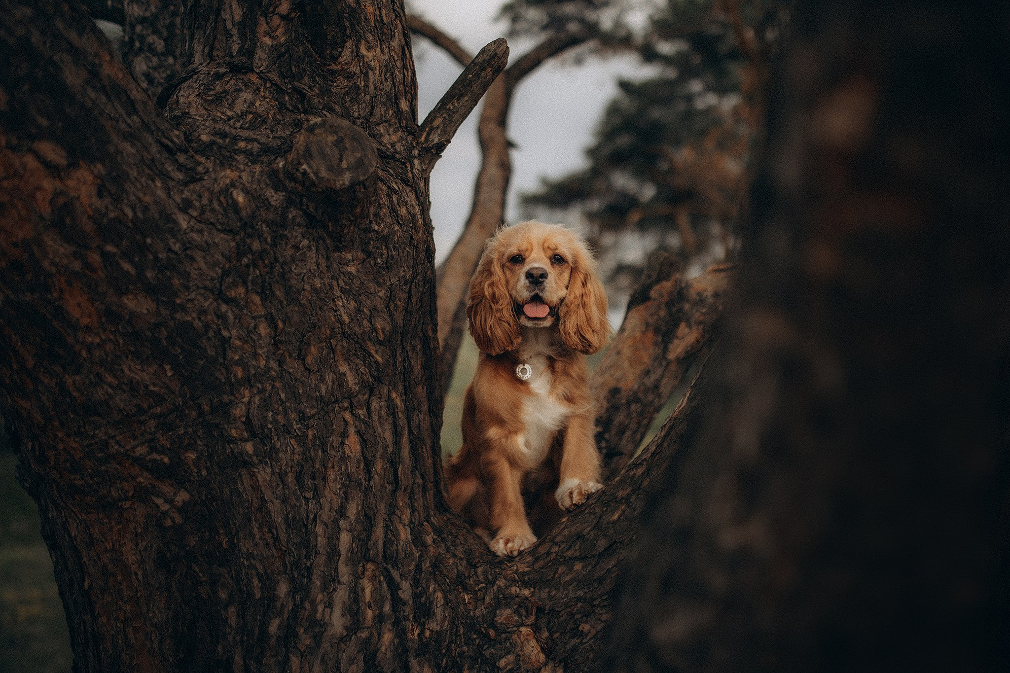 Родина Лої. Фотограф-анімаліст Київ