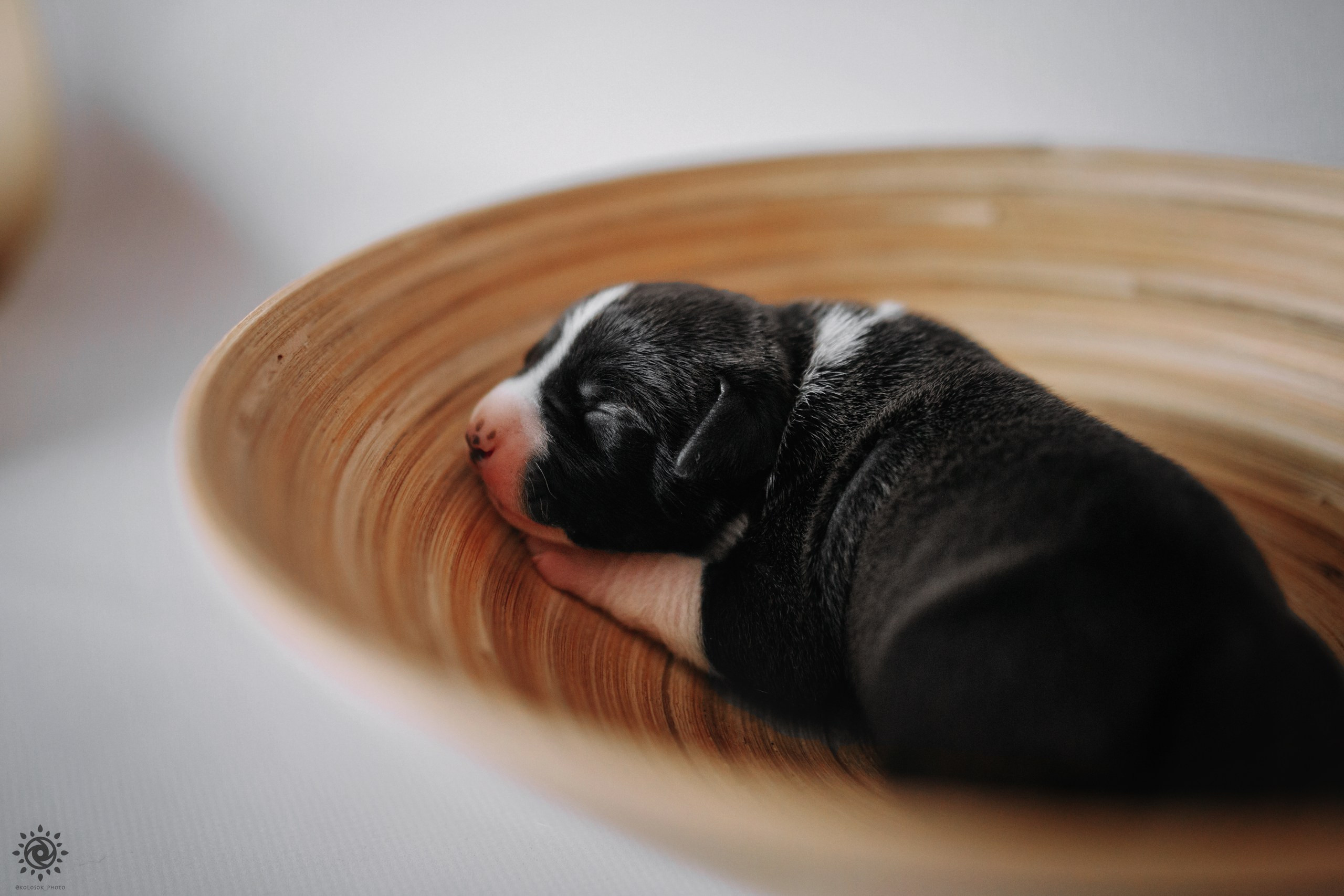 АСТ. Фотограф-анімаліст Київ