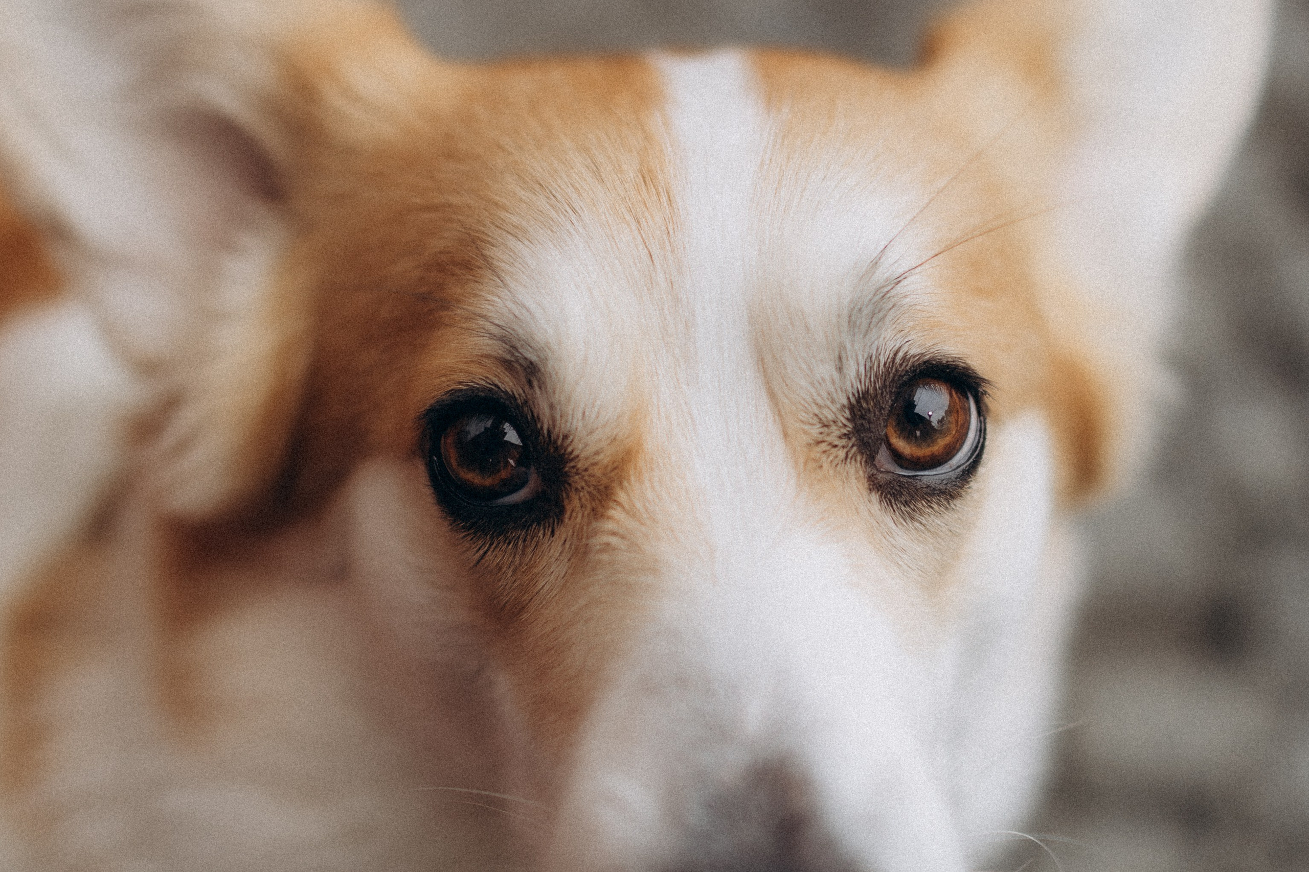 Карамелі 2 роки. Фотограф-анімаліст Київ