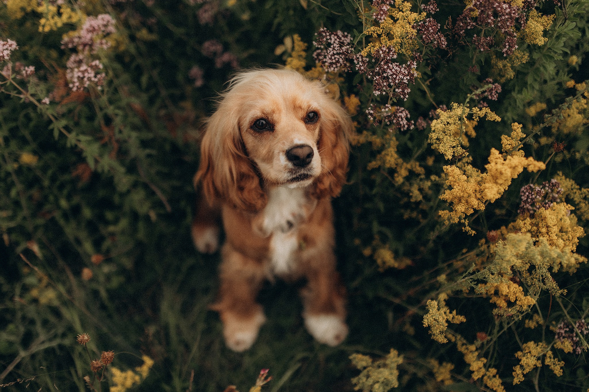 Родина Лої. Фотограф-анімаліст Київ