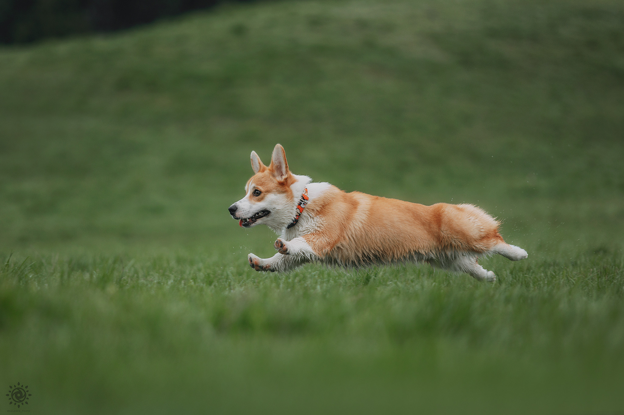 Родина Оскара. Фотограф-анімаліст Київ