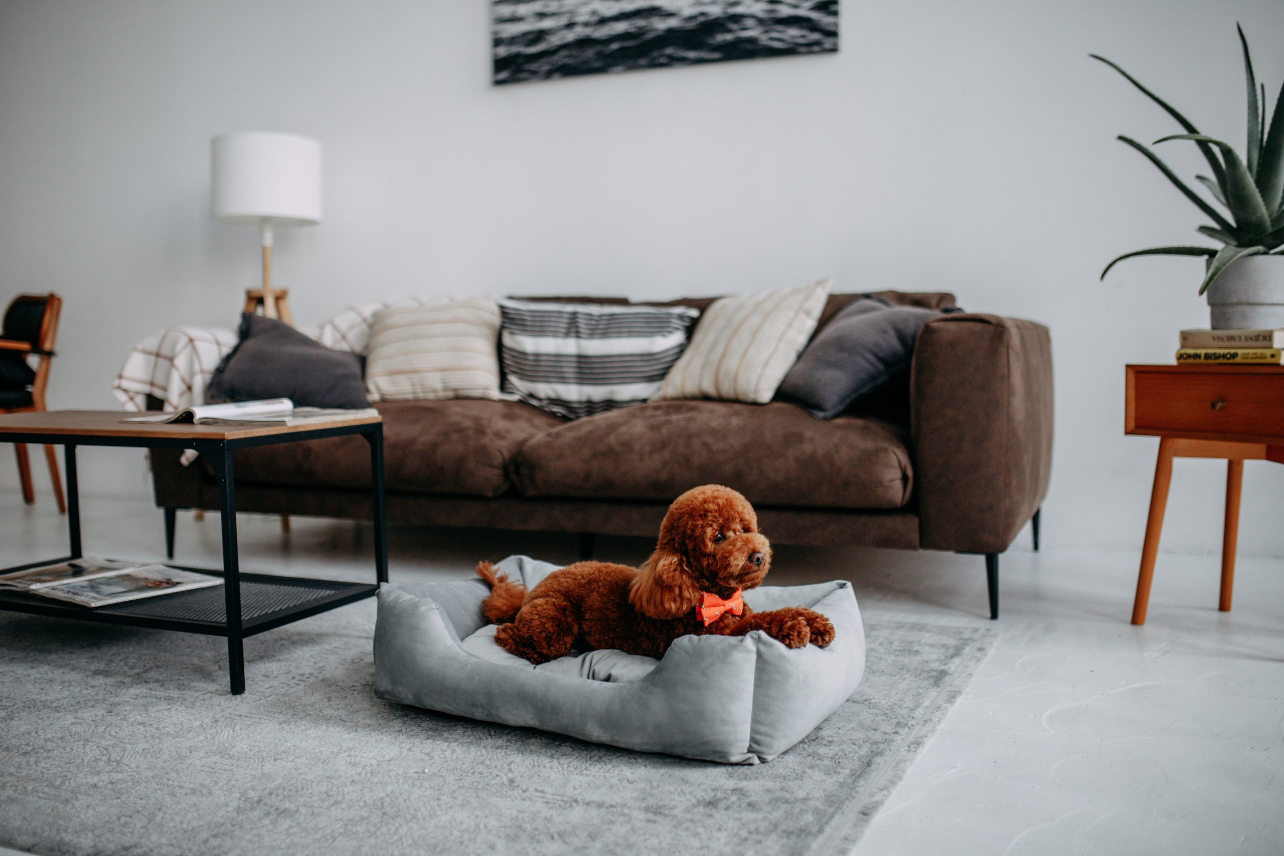 Noble Pet (зйомка лежанок). Фотограф-анімаліст Київ