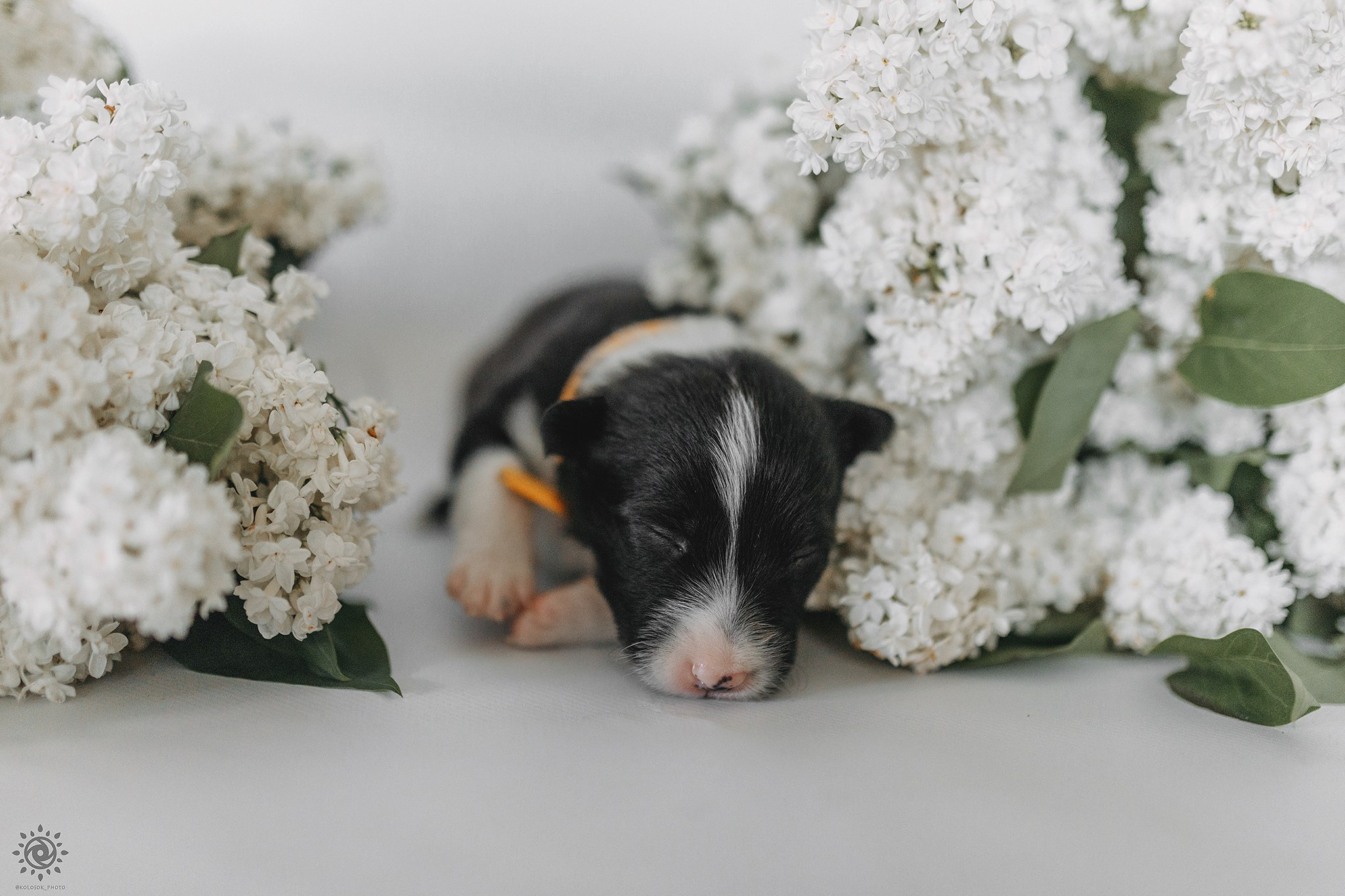 Бордер коллі. Фотограф-анімаліст Київ