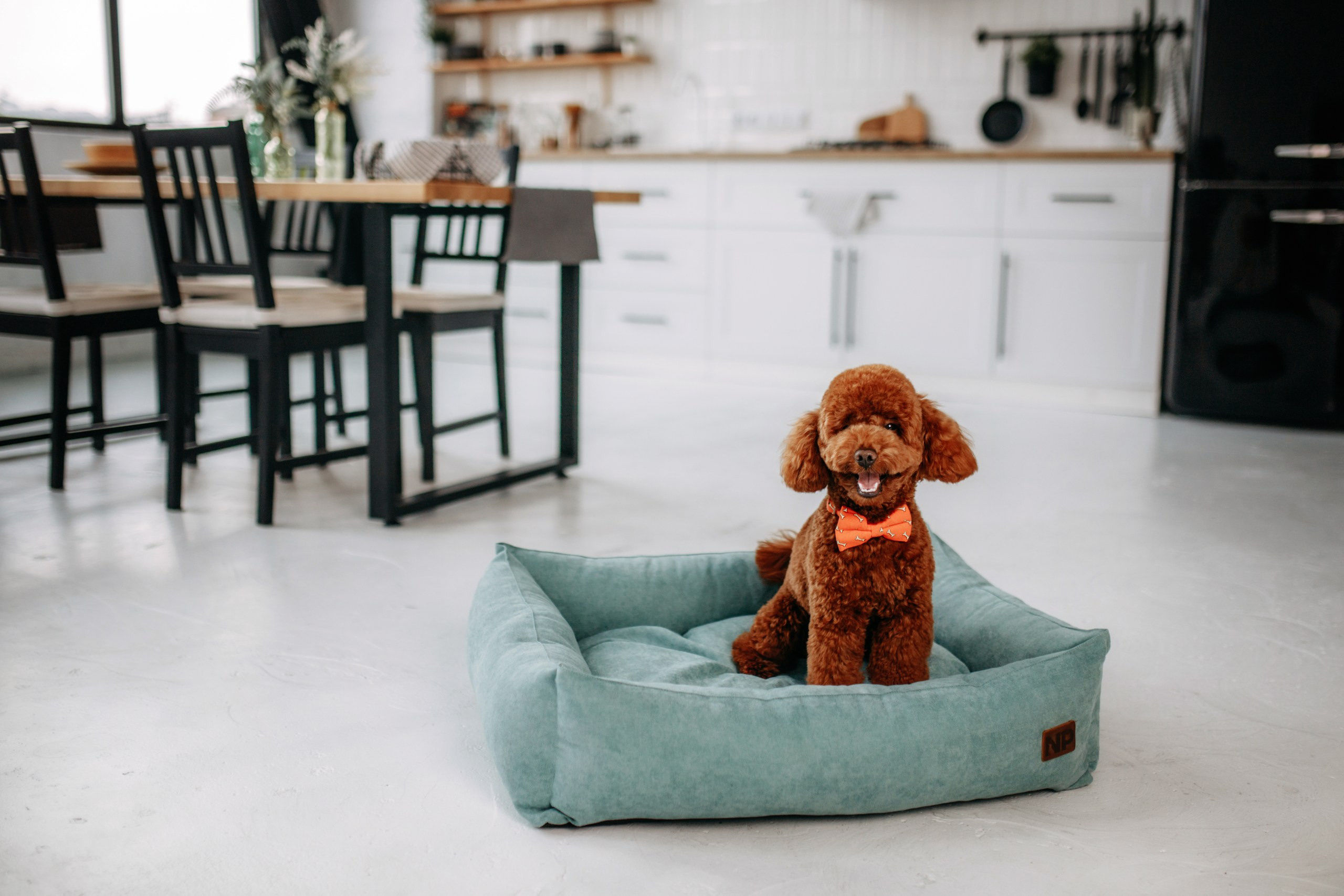 Noble Pet (зйомка лежанок). Фотограф-анімаліст Київ