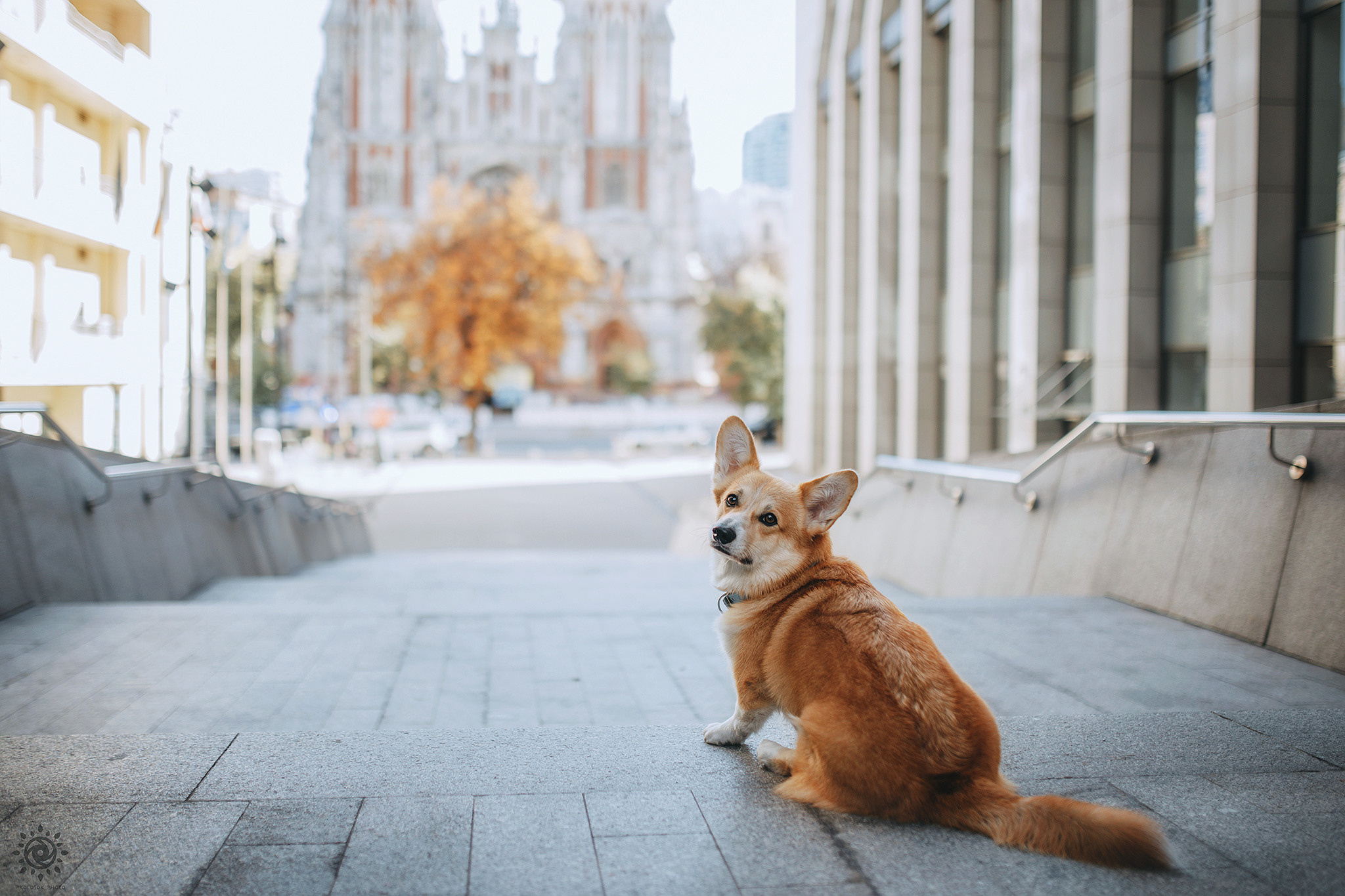 Родина Шерлока. Фотограф-анімаліст Київ