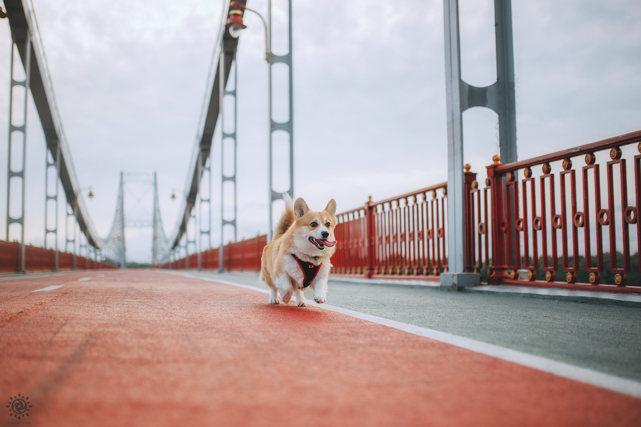 Родина Монті. Фотограф-анімаліст Київ