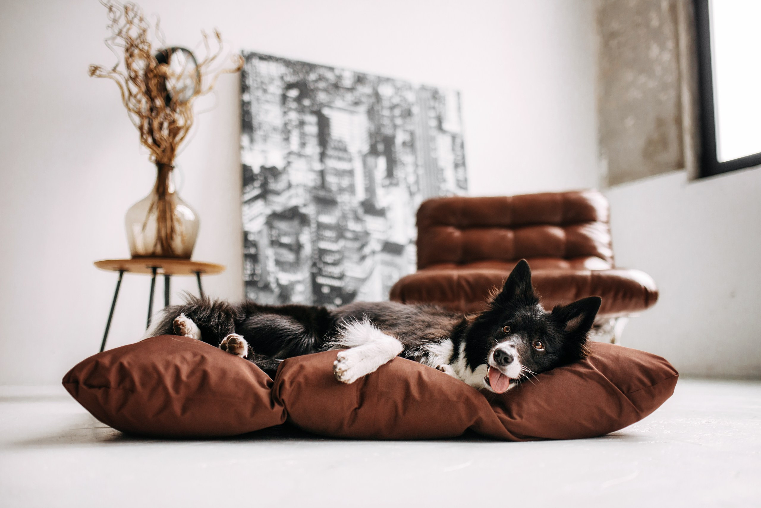 Noble Pet (зйомка лежанок). Фотограф-анімаліст Київ