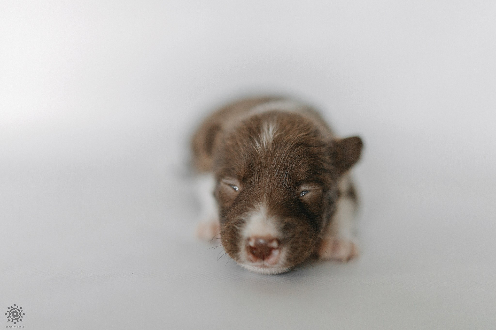 Бордер коллі. Фотограф-анімаліст Київ