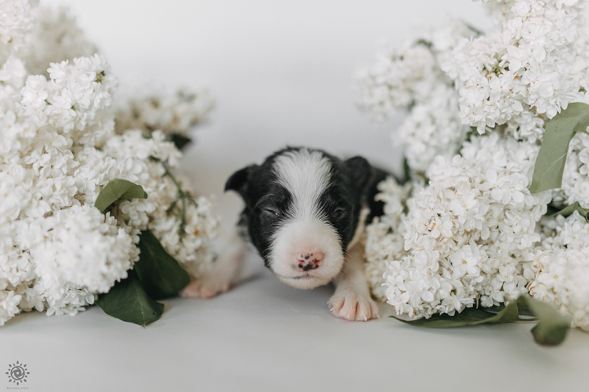 Бордер коллі. Фотограф-анімаліст Київ