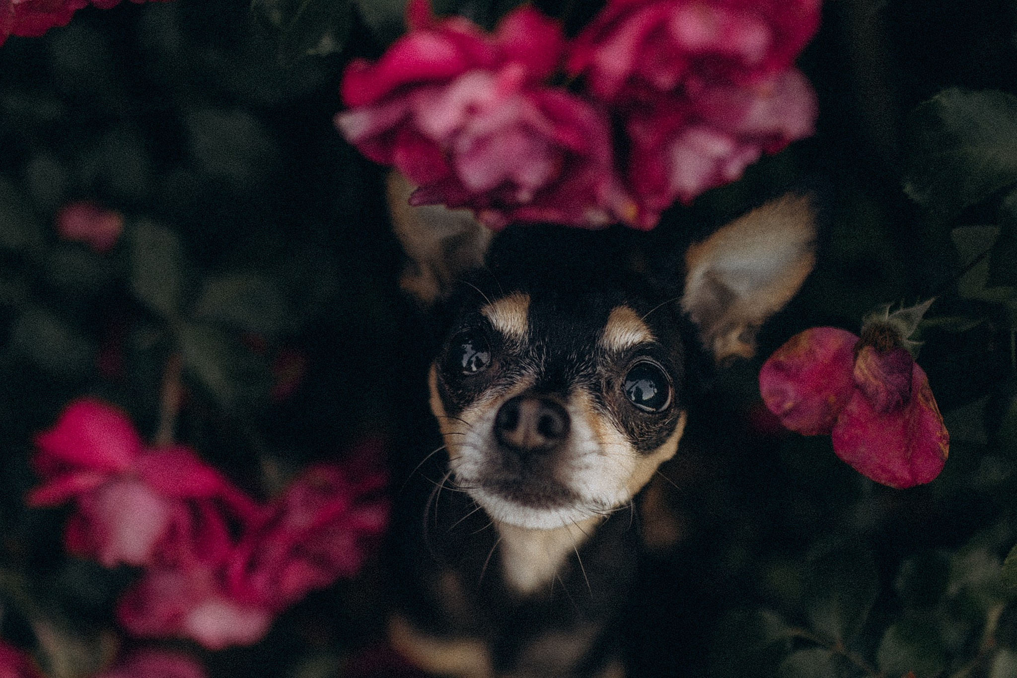 Чівас і Таня. Фотограф-анімаліст Київ