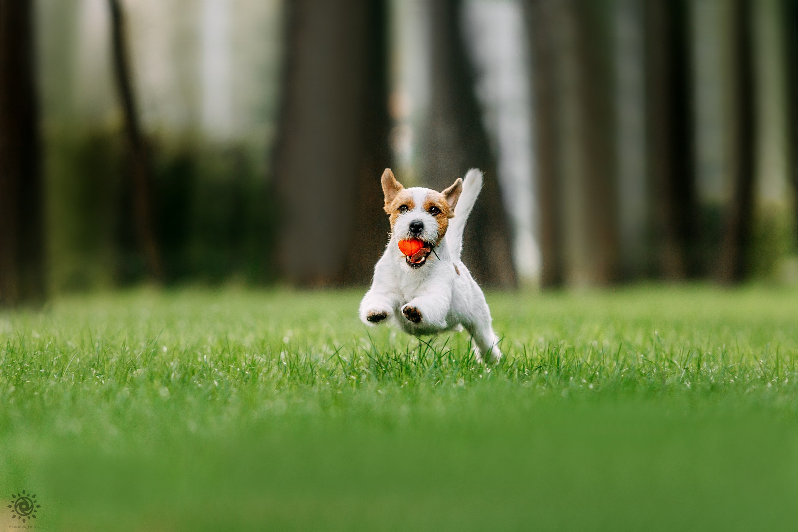 Тіт. Фотограф-анімаліст Київ