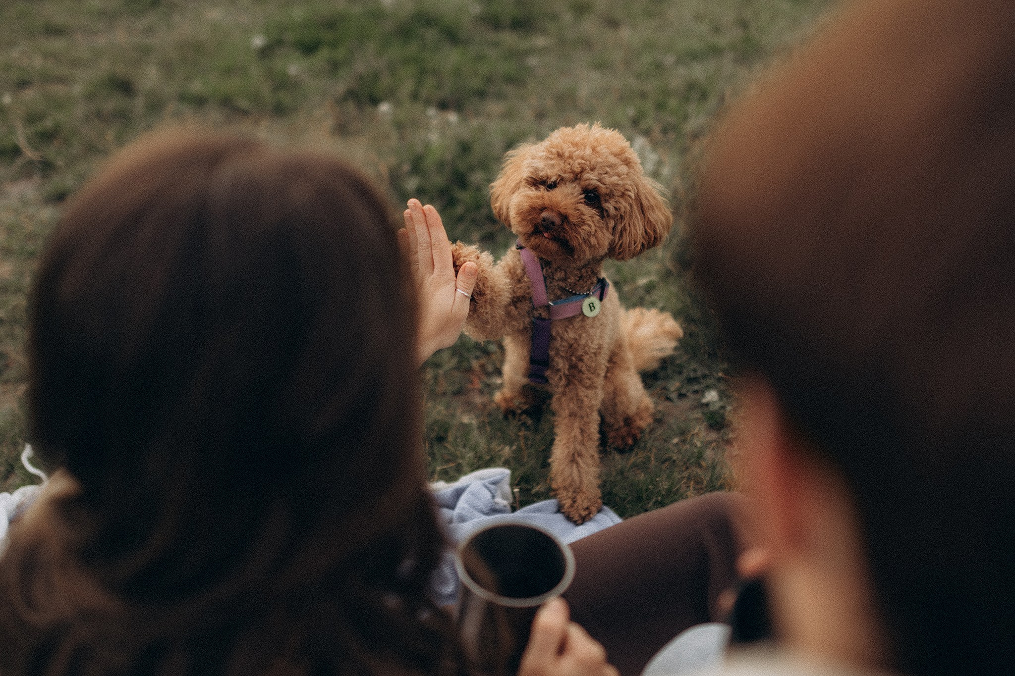 Родина Бруно. Фотограф-анімаліст Київ
