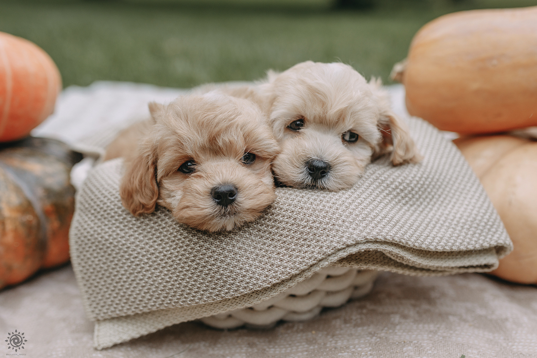 Мальтіпу. Фотограф-анімаліст Київ