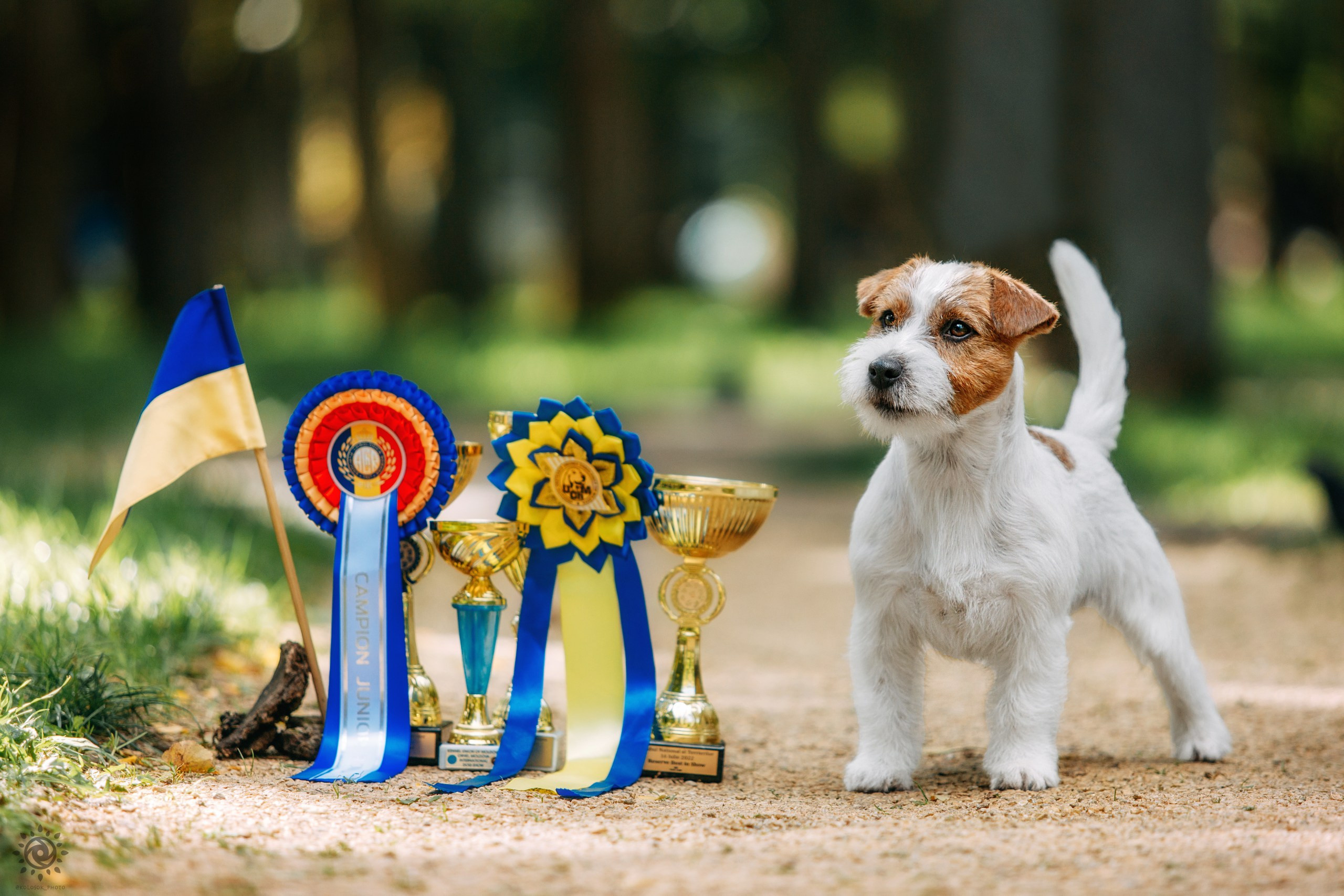 Тіт. Фотограф-анімаліст Київ