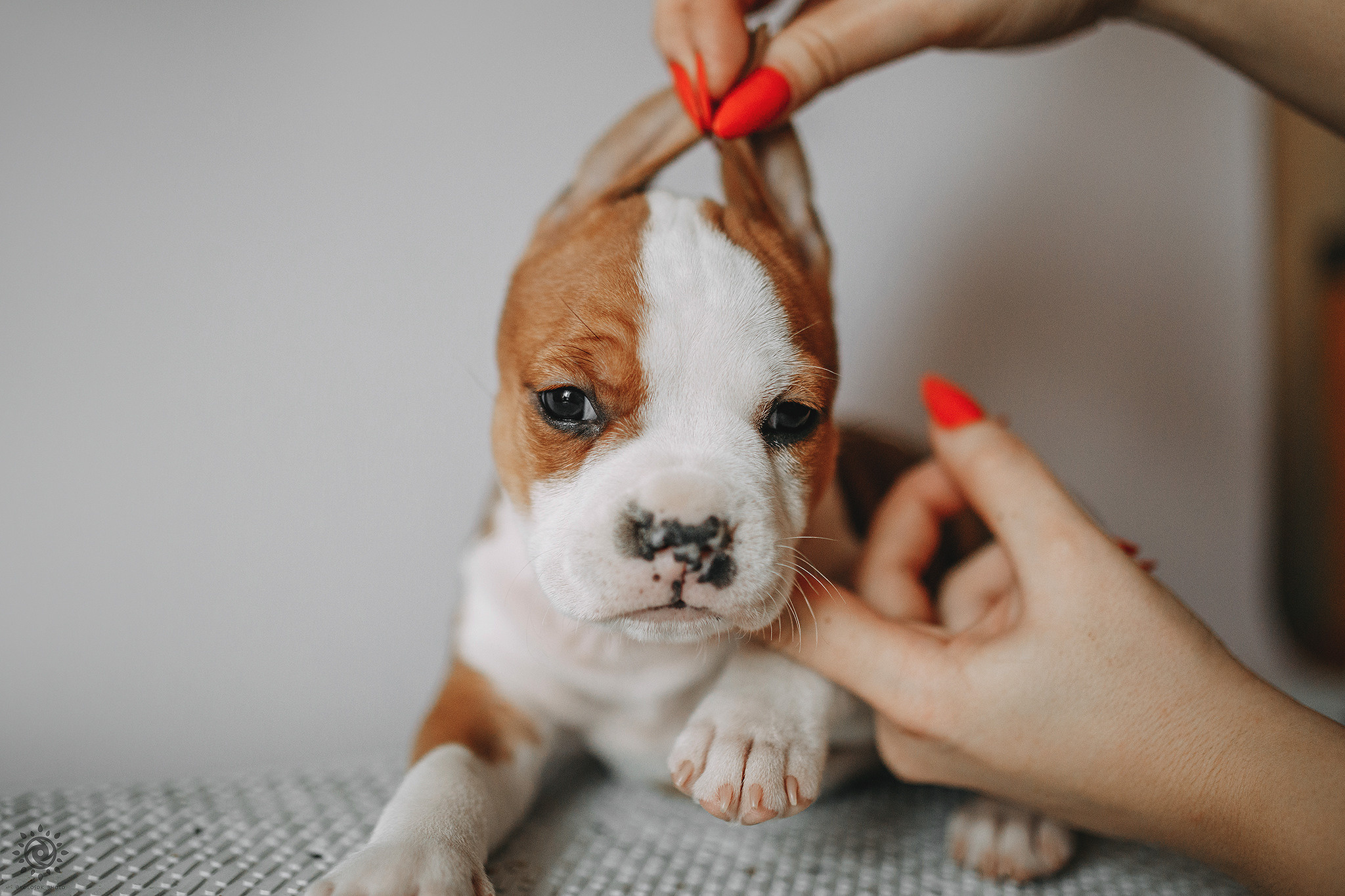 АСТ. Фотограф-анімаліст Київ