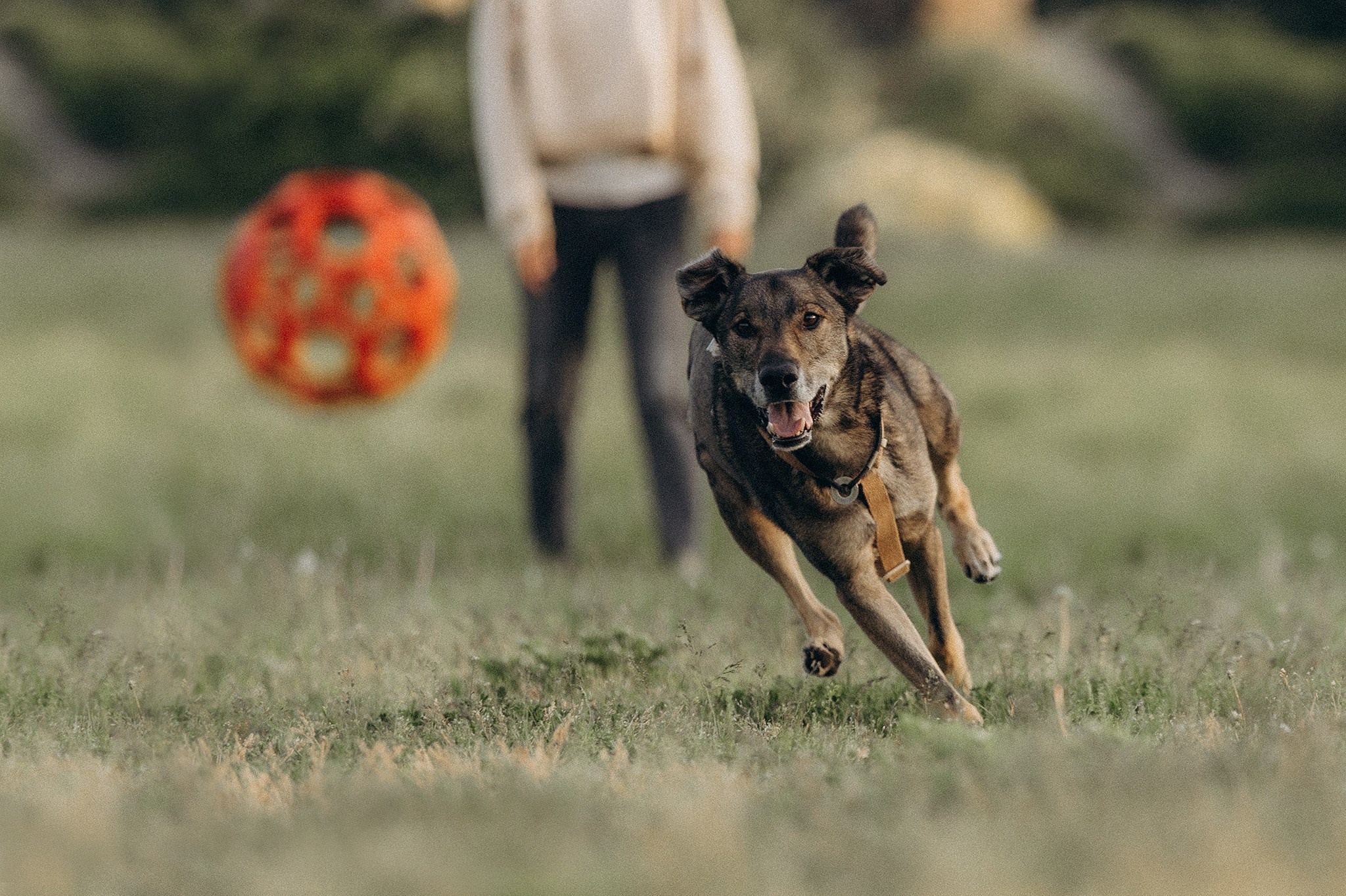 Фінік та Еля. Фотограф-анімаліст Київ