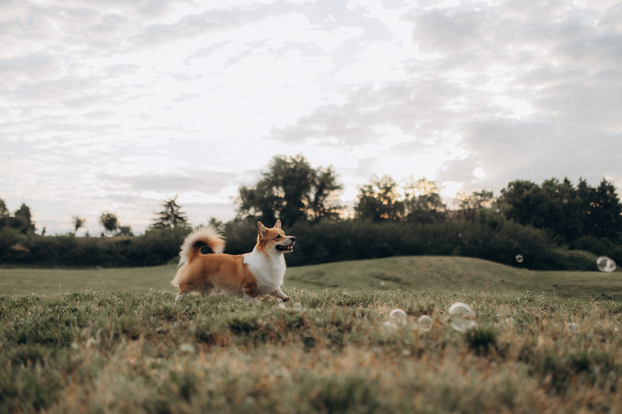 Руді та Ксюша. Фотограф-анімаліст Київ