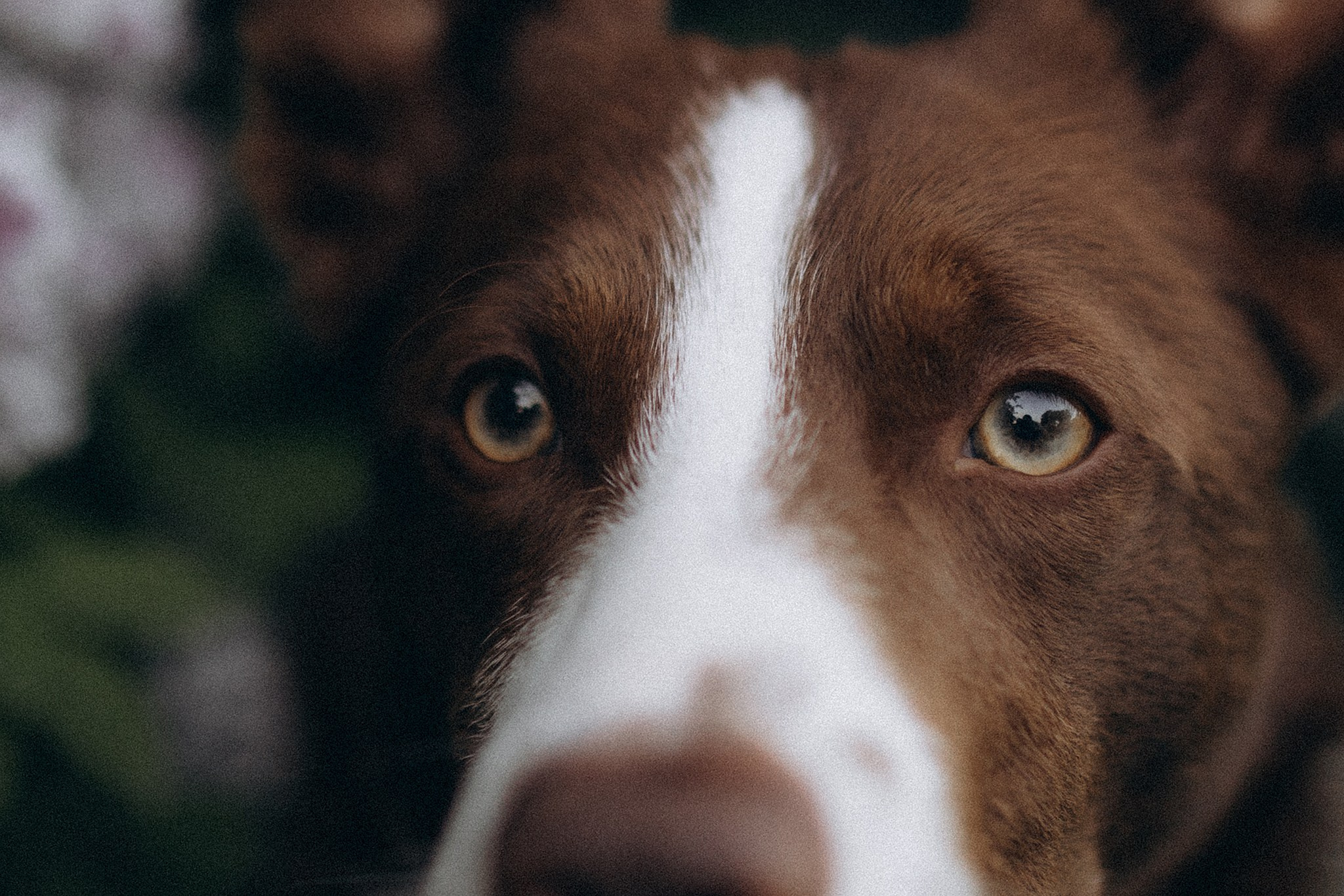 Лінч з Ма. Фотограф-анімаліст Київ