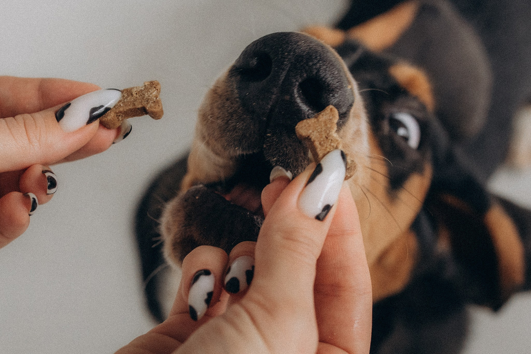 Родина Ромі. Фотограф-анімаліст Київ