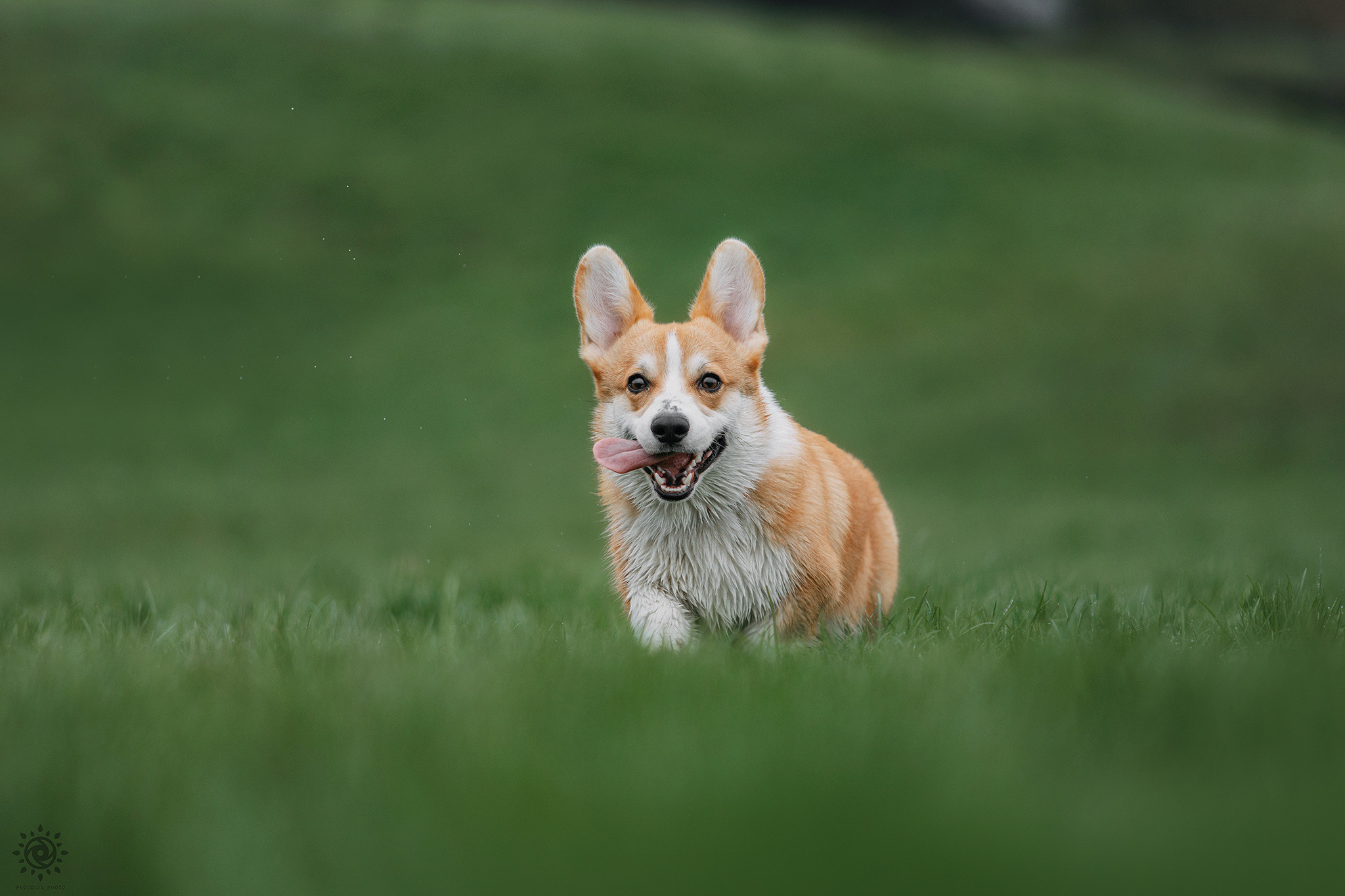Родина Оскара. Фотограф-анімаліст Київ