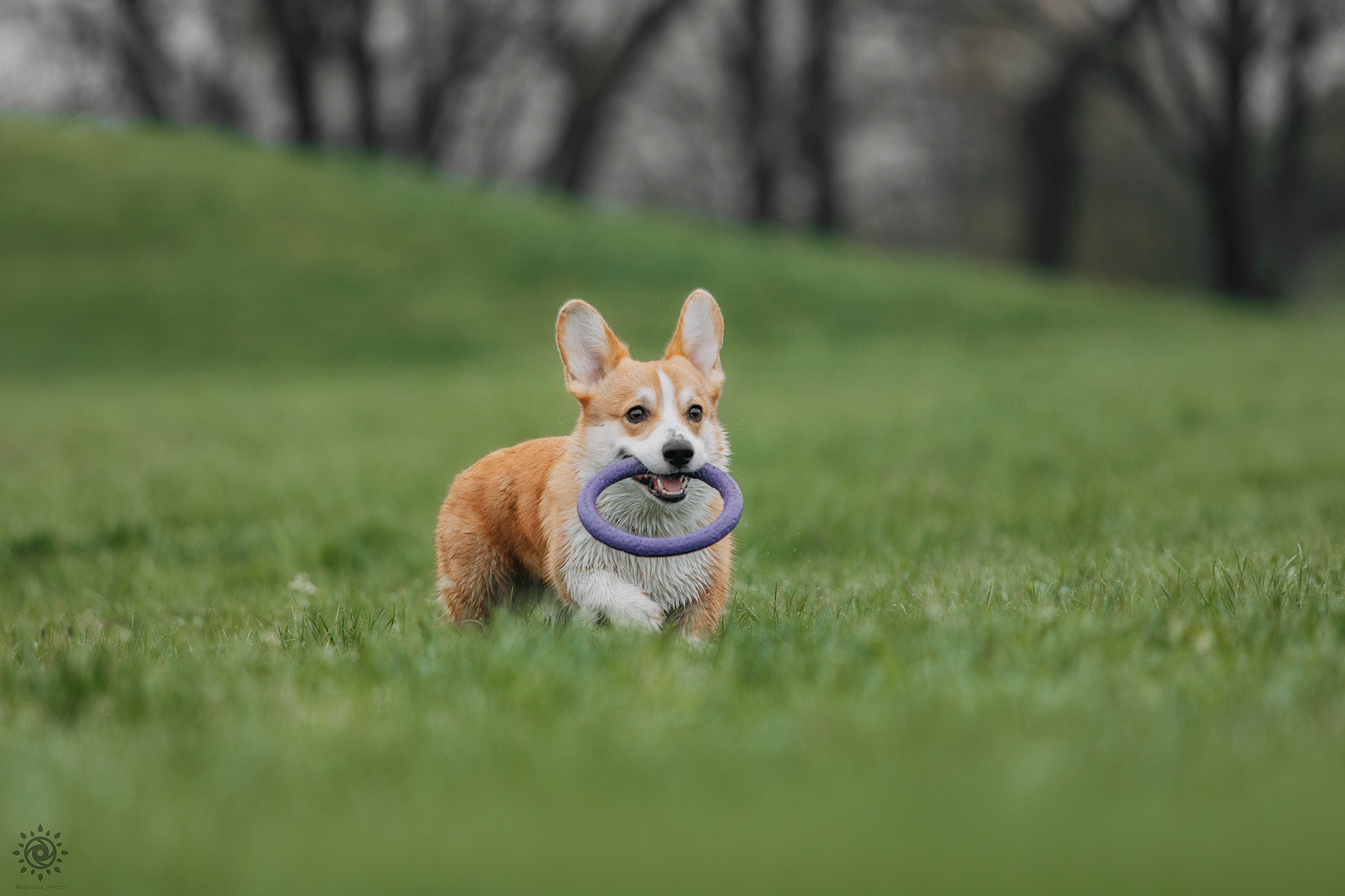 Родина Оскара. Фотограф-анімаліст Київ