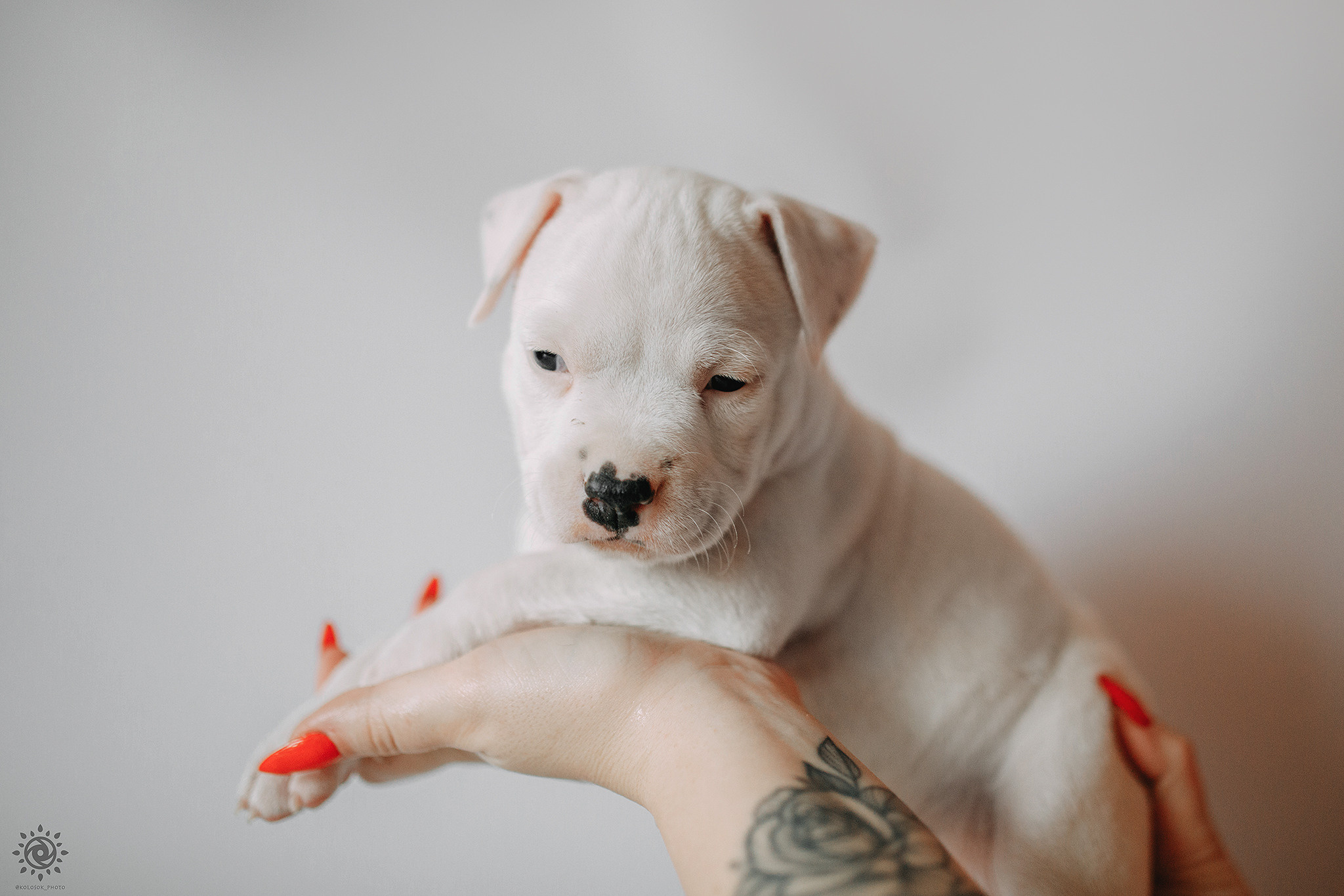 АСТ. Фотограф-анімаліст Київ