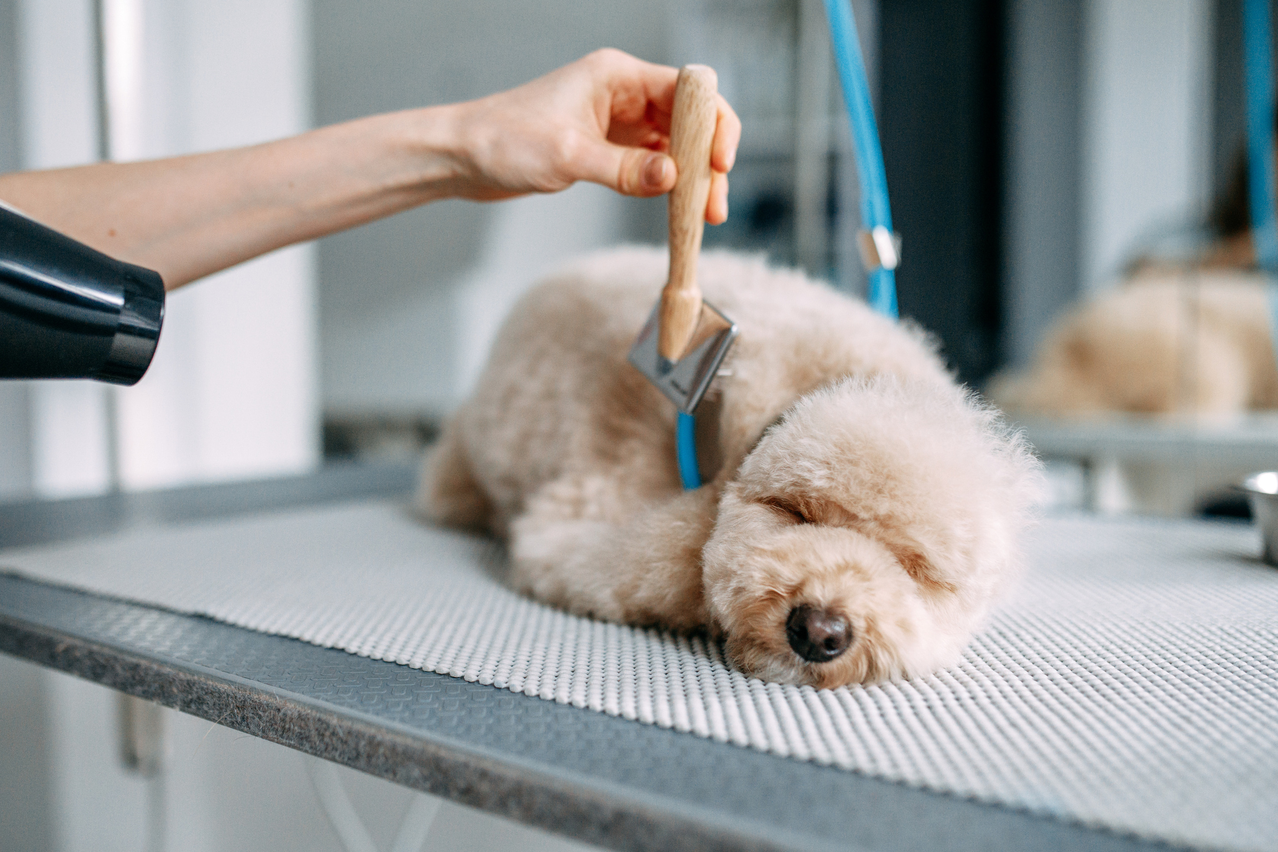 Hvist Hab. Фотограф-анімаліст Київ