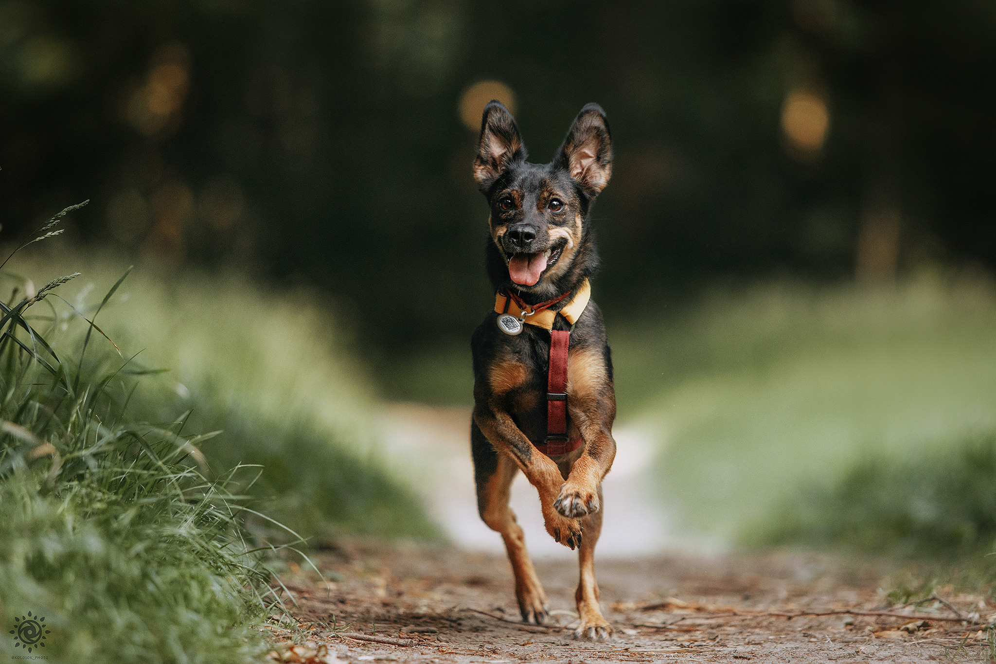 Родина Оливки. Фотограф-анімаліст Київ