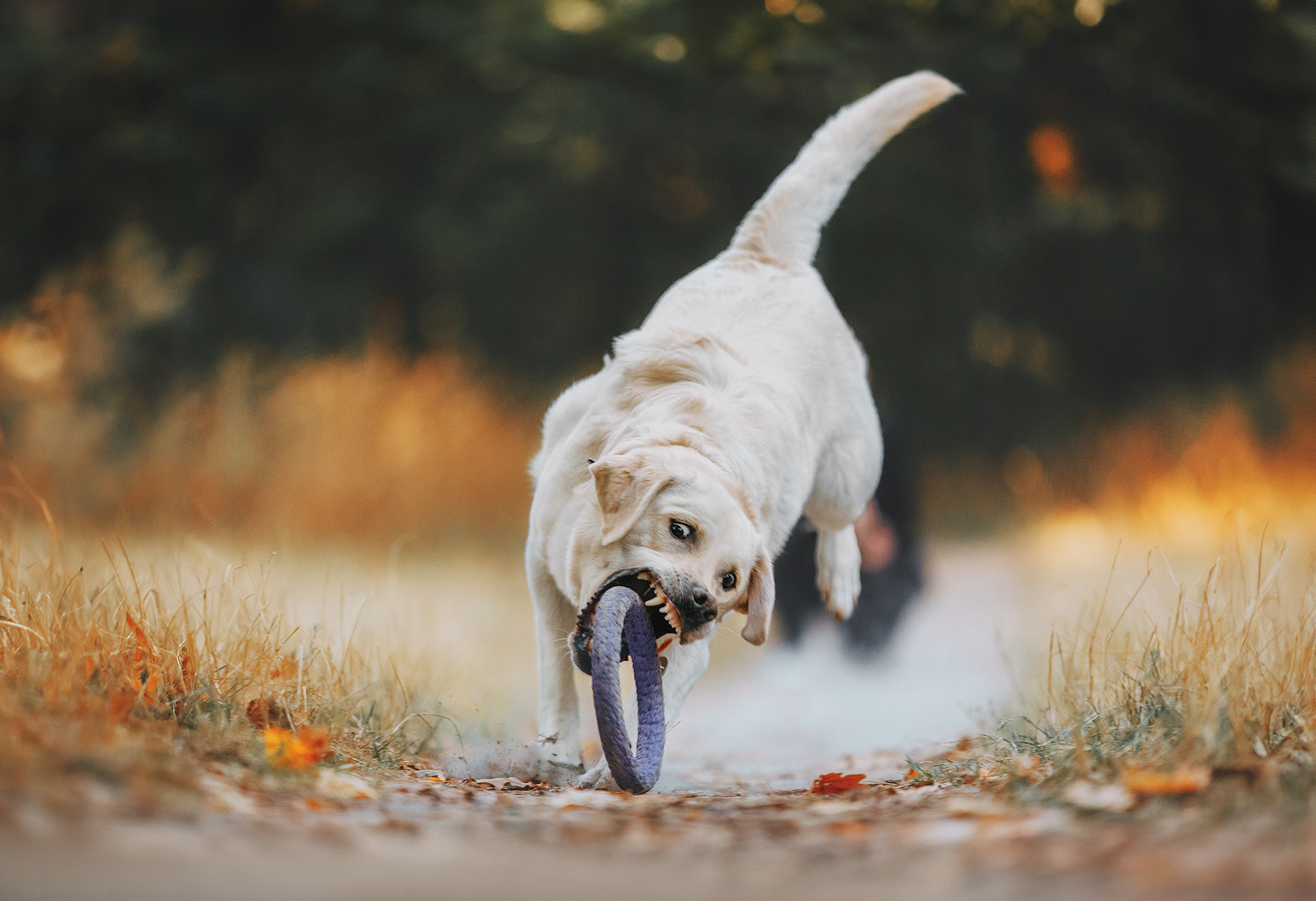 Родина Оззі. Фотограф-анімаліст Київ