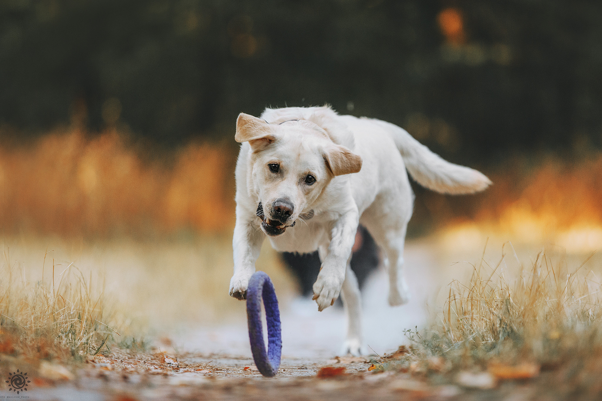 Родина Оззі. Фотограф-анімаліст Київ