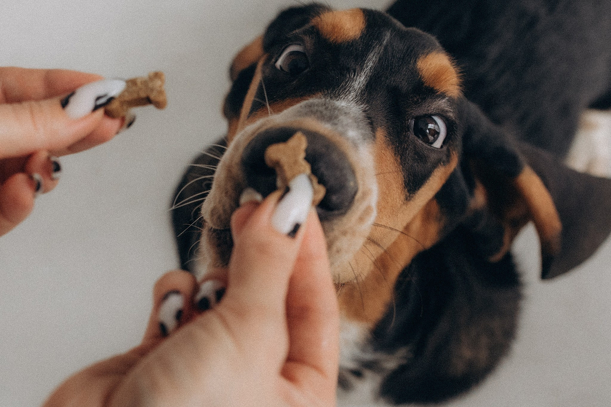 Родина Ромі. Фотограф-анімаліст Київ