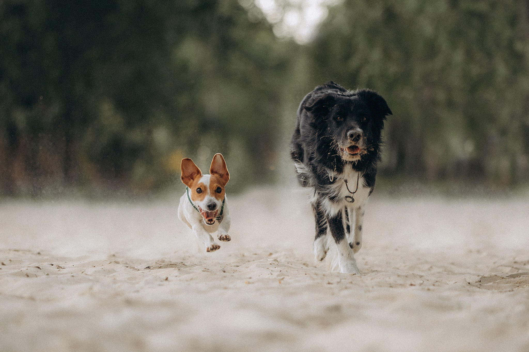 Інна та Макс з хлопцями. Фотограф-анімаліст Київ