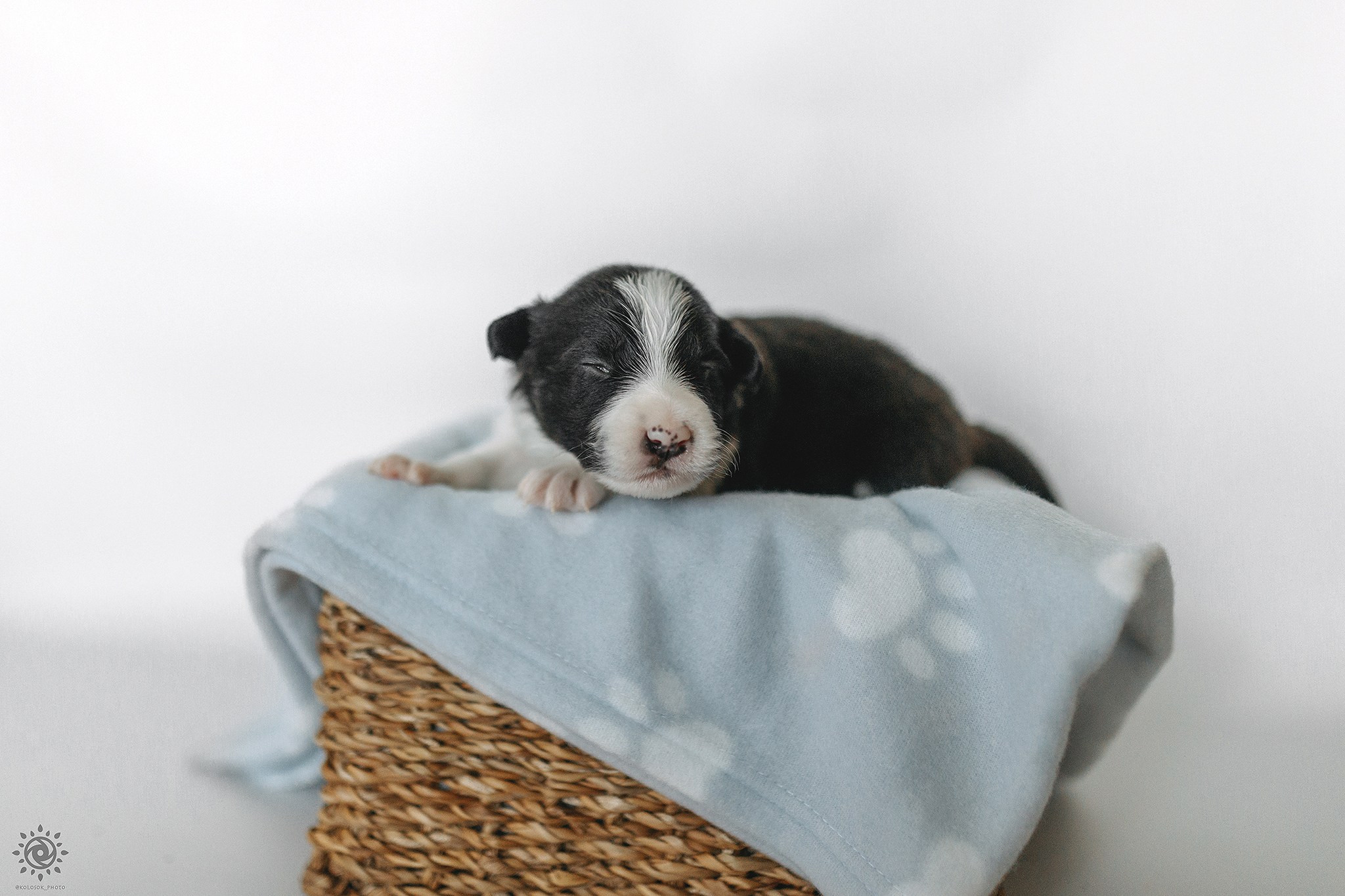 Бордер коллі. Фотограф-анімаліст Київ