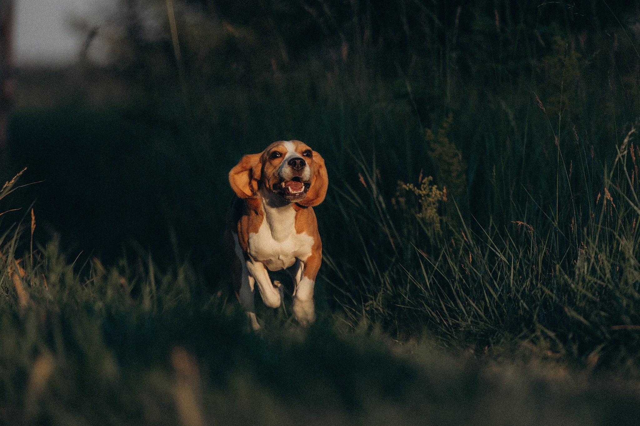 Родина Рей. Фотограф-анімаліст Київ