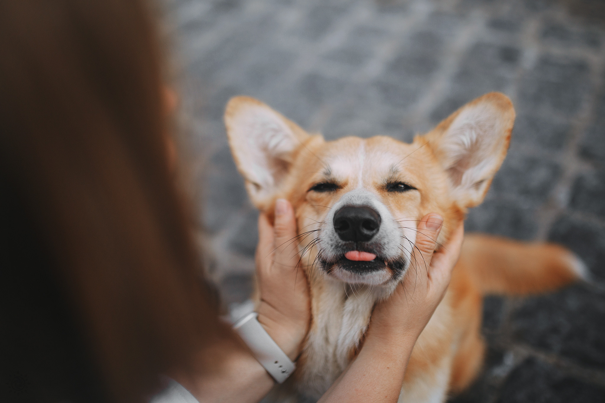 Родина Шерлока. Фотограф-анімаліст Київ