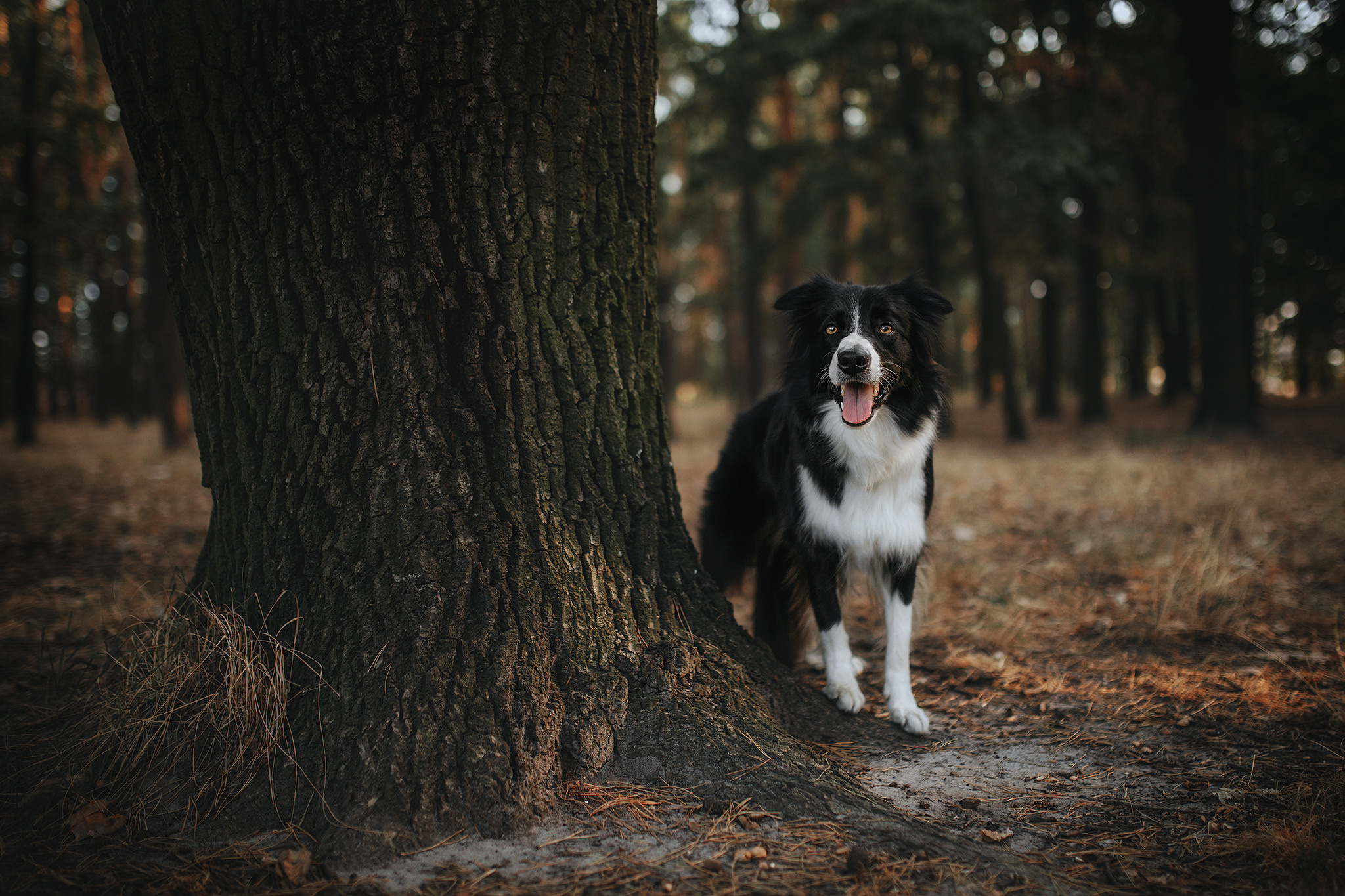 Родина Фори та Вічі. Фотограф-анімаліст Київ