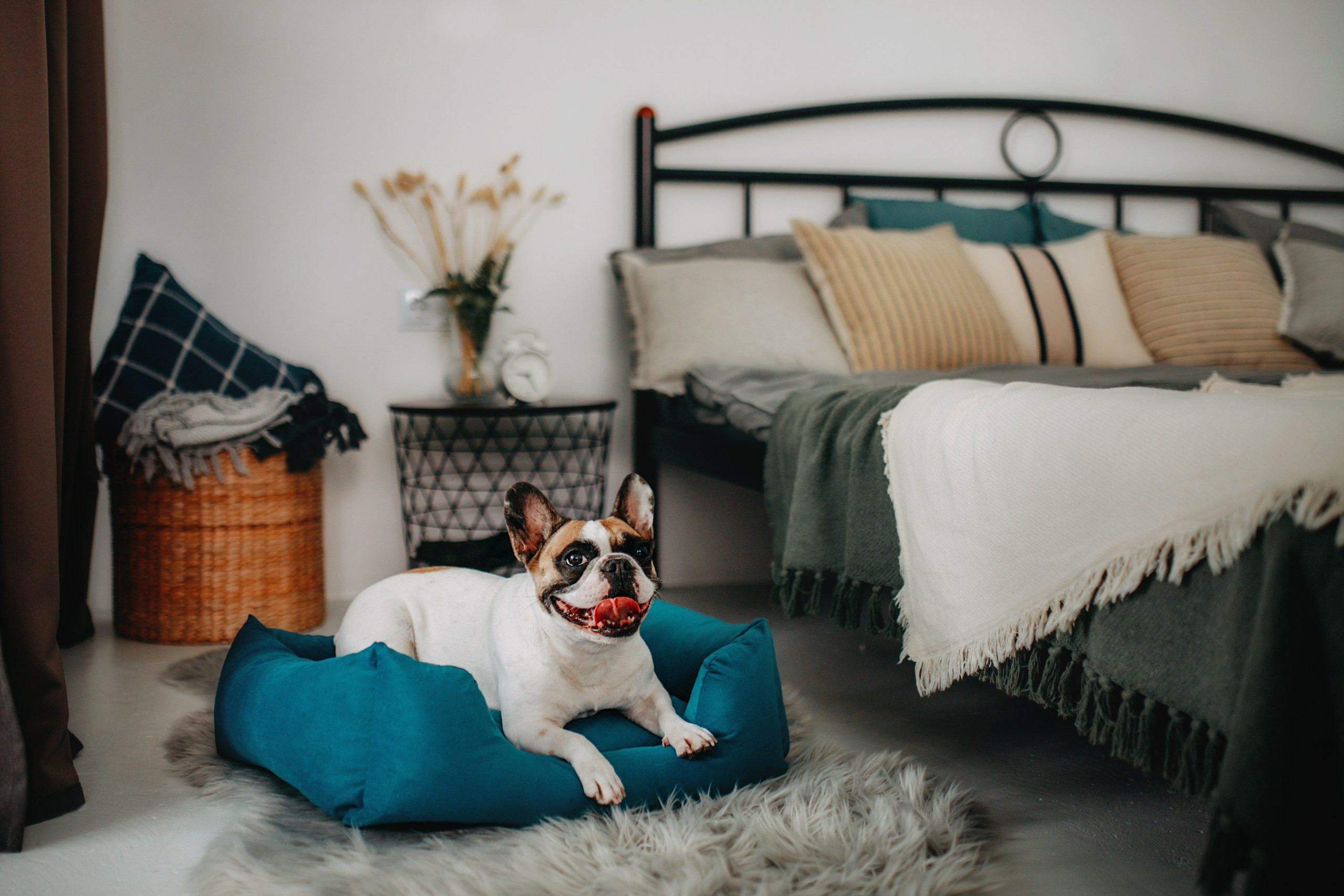 Noble Pet (зйомка лежанок). Фотограф-анімаліст Київ