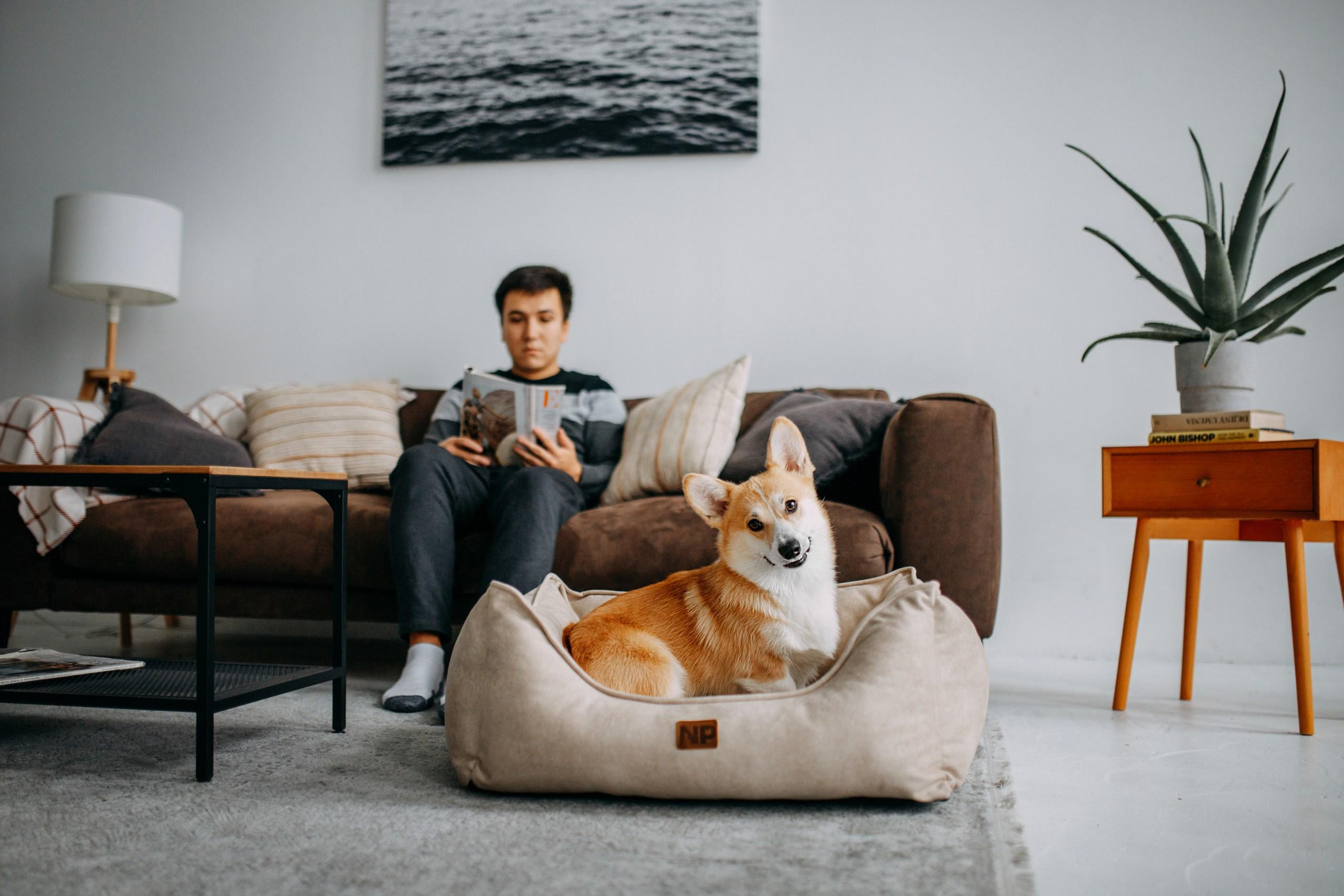 Noble Pet (зйомка лежанок). Фотограф-анімаліст Київ