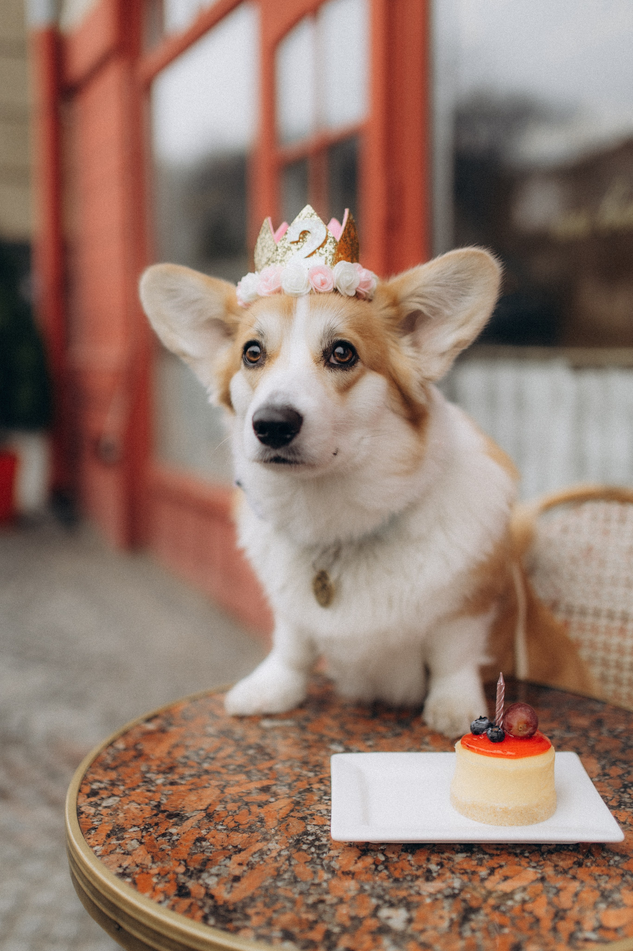 Карамелі 2 роки. Фотограф-анімаліст Київ