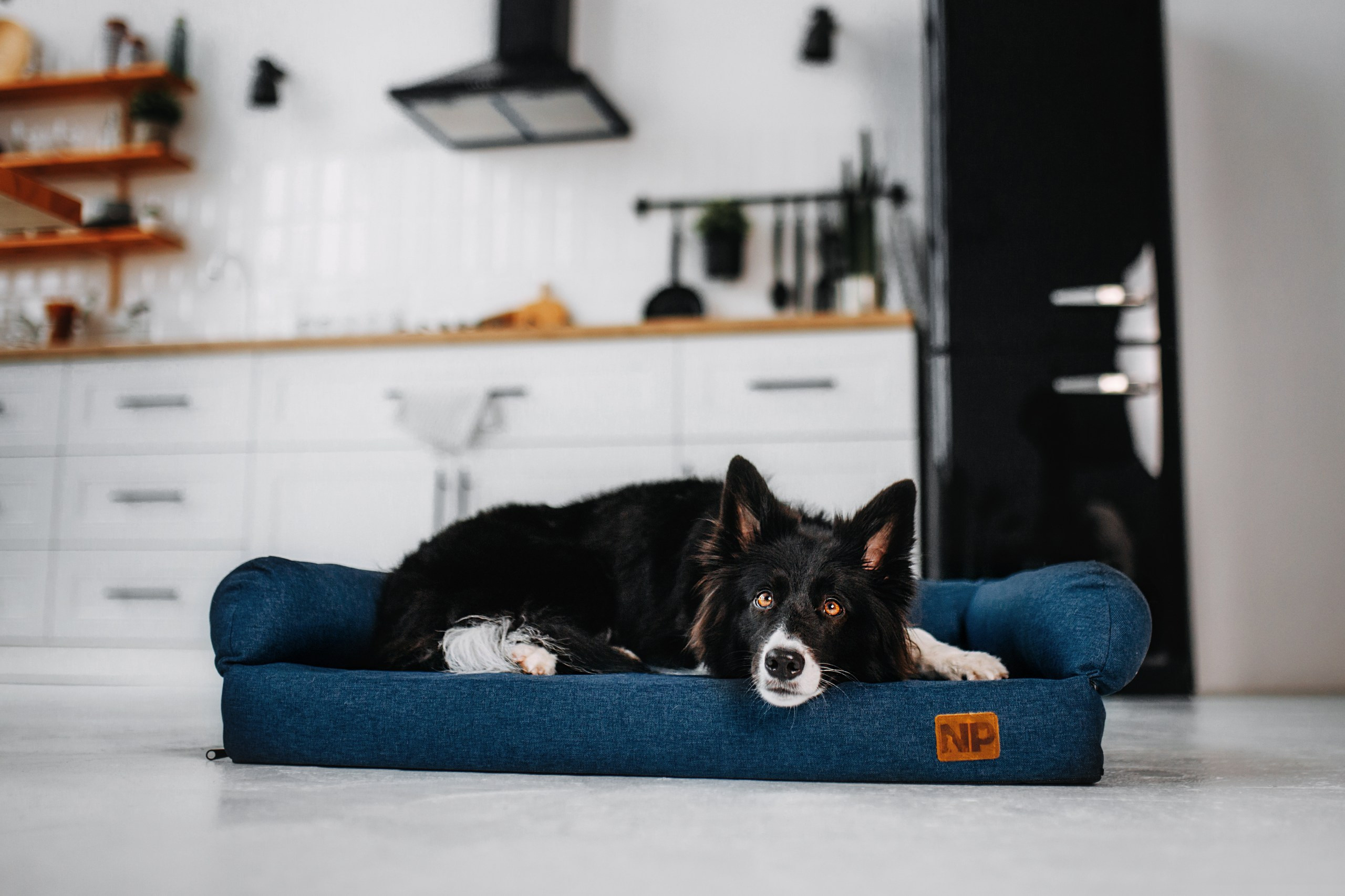 Noble Pet (зйомка лежанок). Фотограф-анімаліст Київ