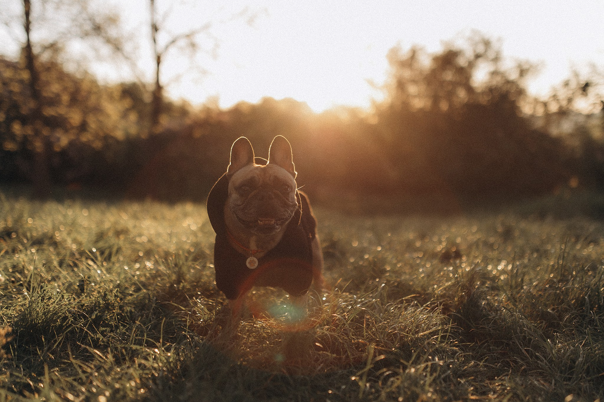 Беккі з родиною. Фотограф-анімаліст Київ