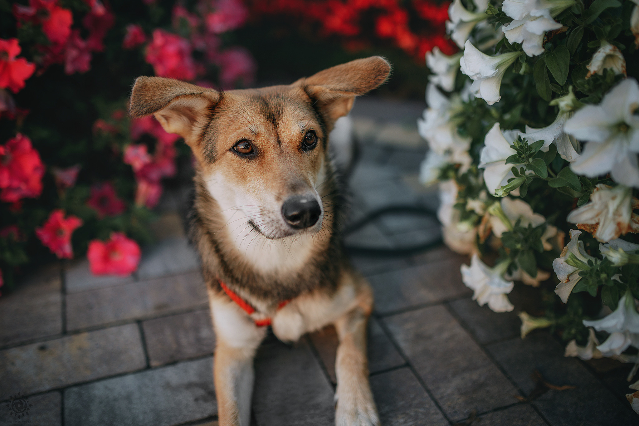 Родина Щастя. Фотограф-анімаліст Київ